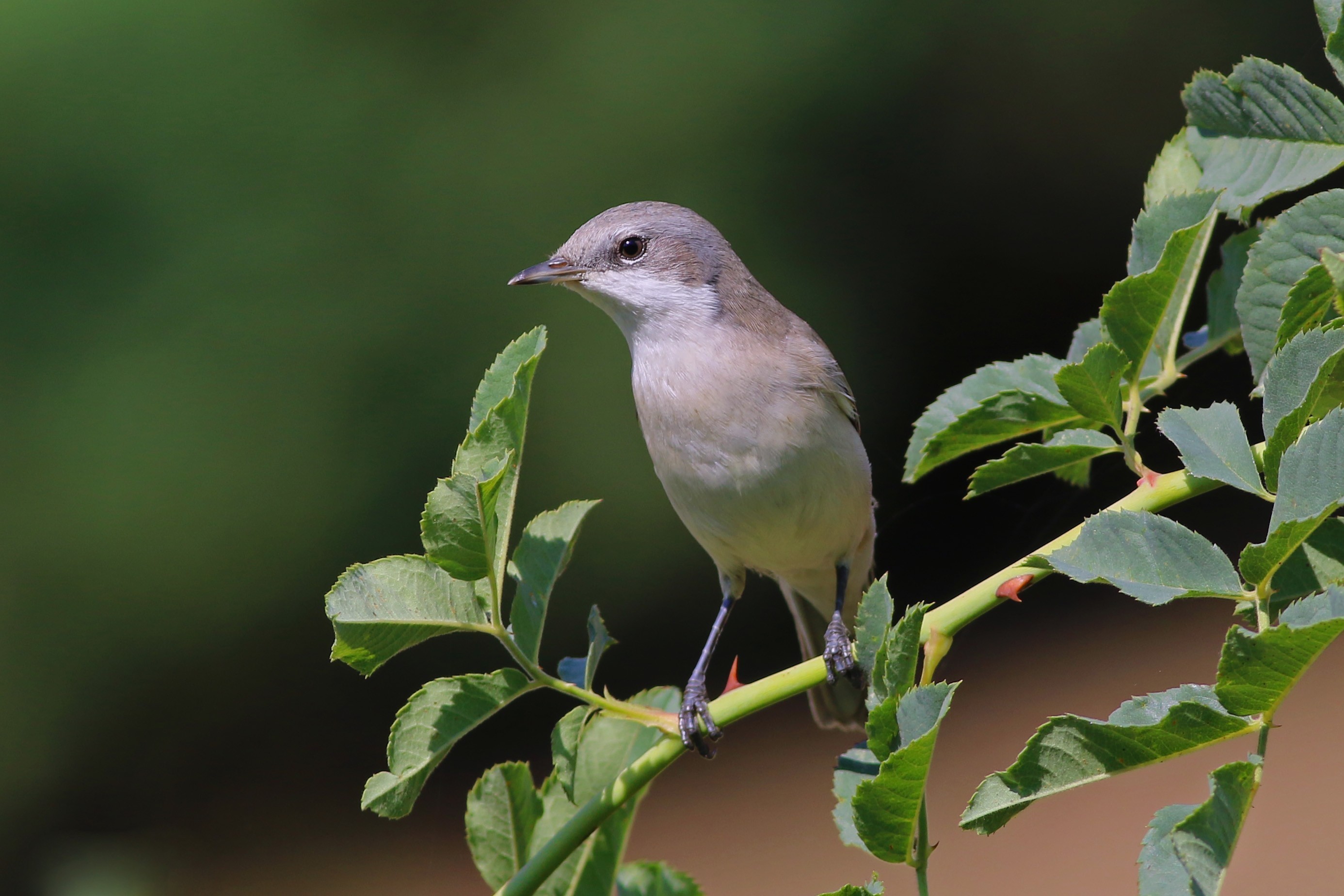 Lesser Whitethroat