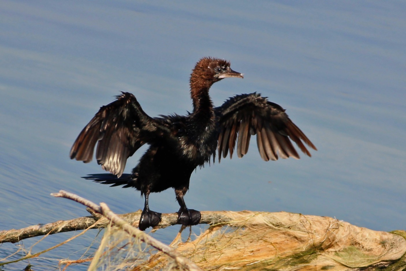 Pygmy Cormorant