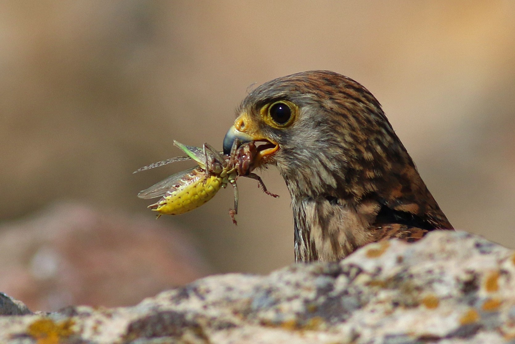Lesser Kestrel