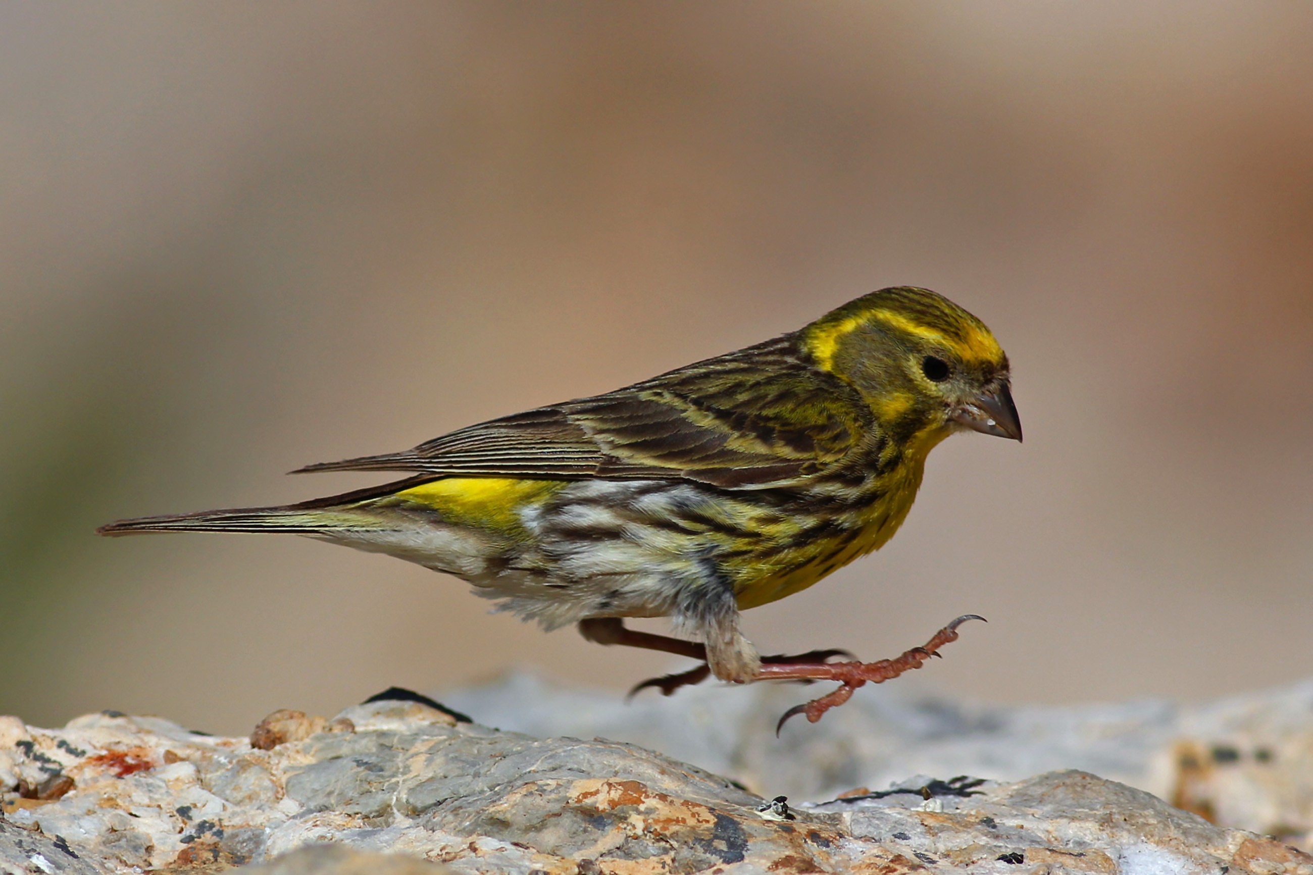 European Serin