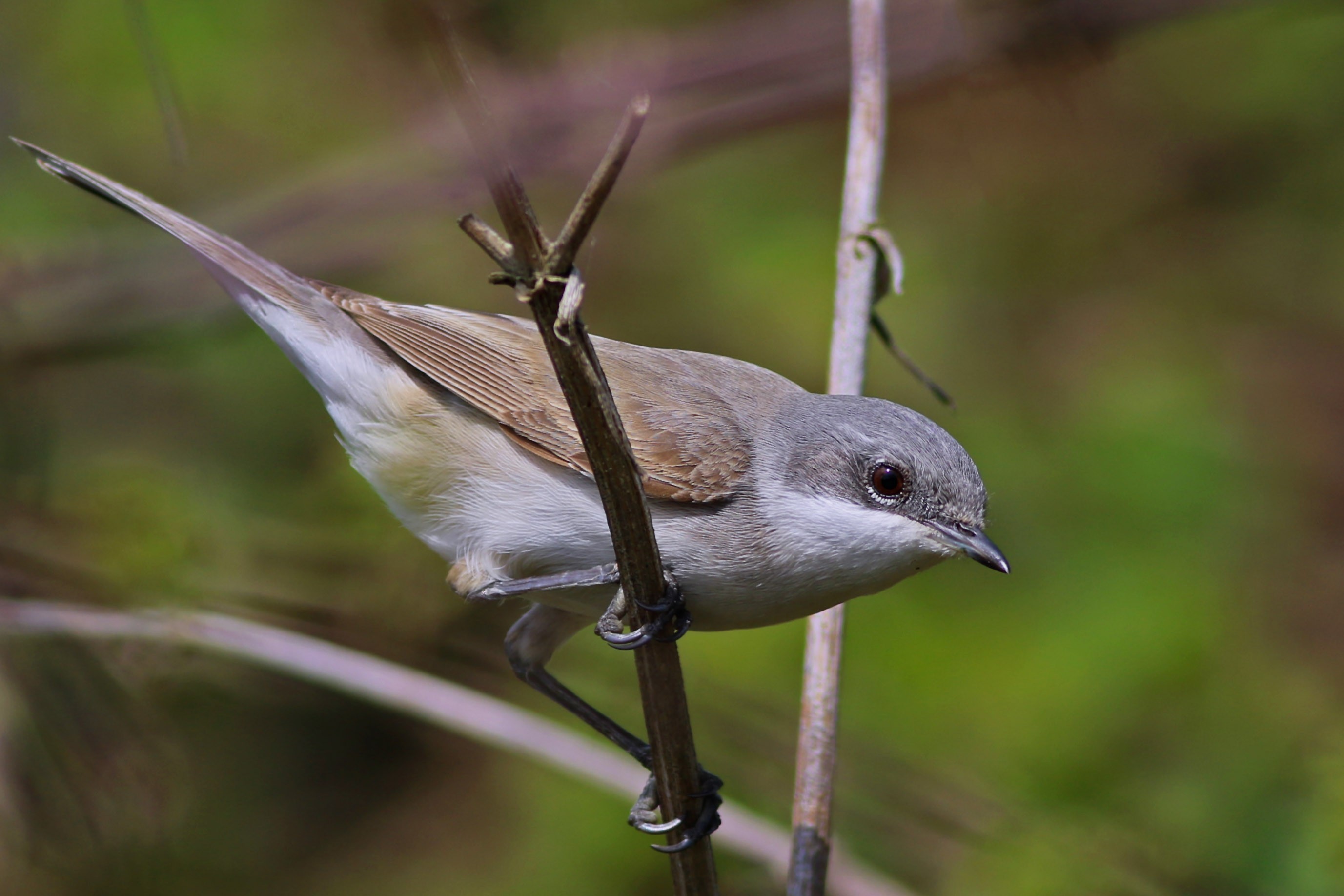 Lesser Whitethroat