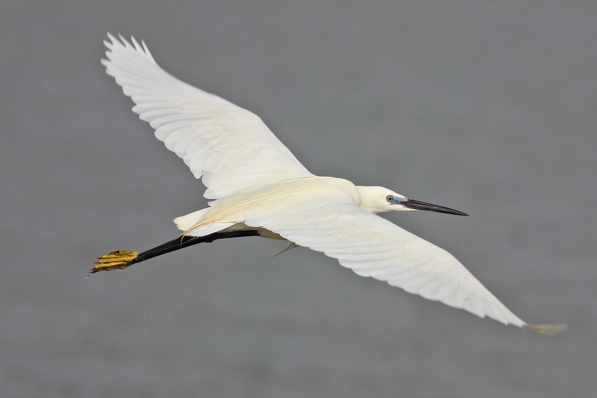Little Egret