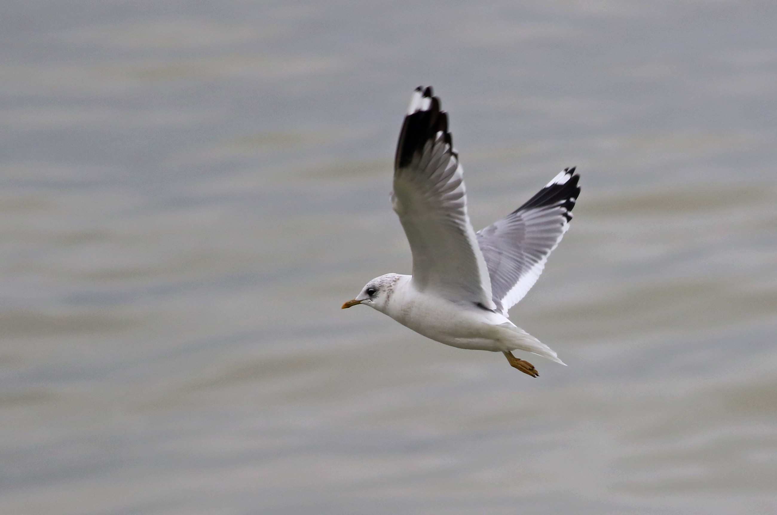 Mew Gull