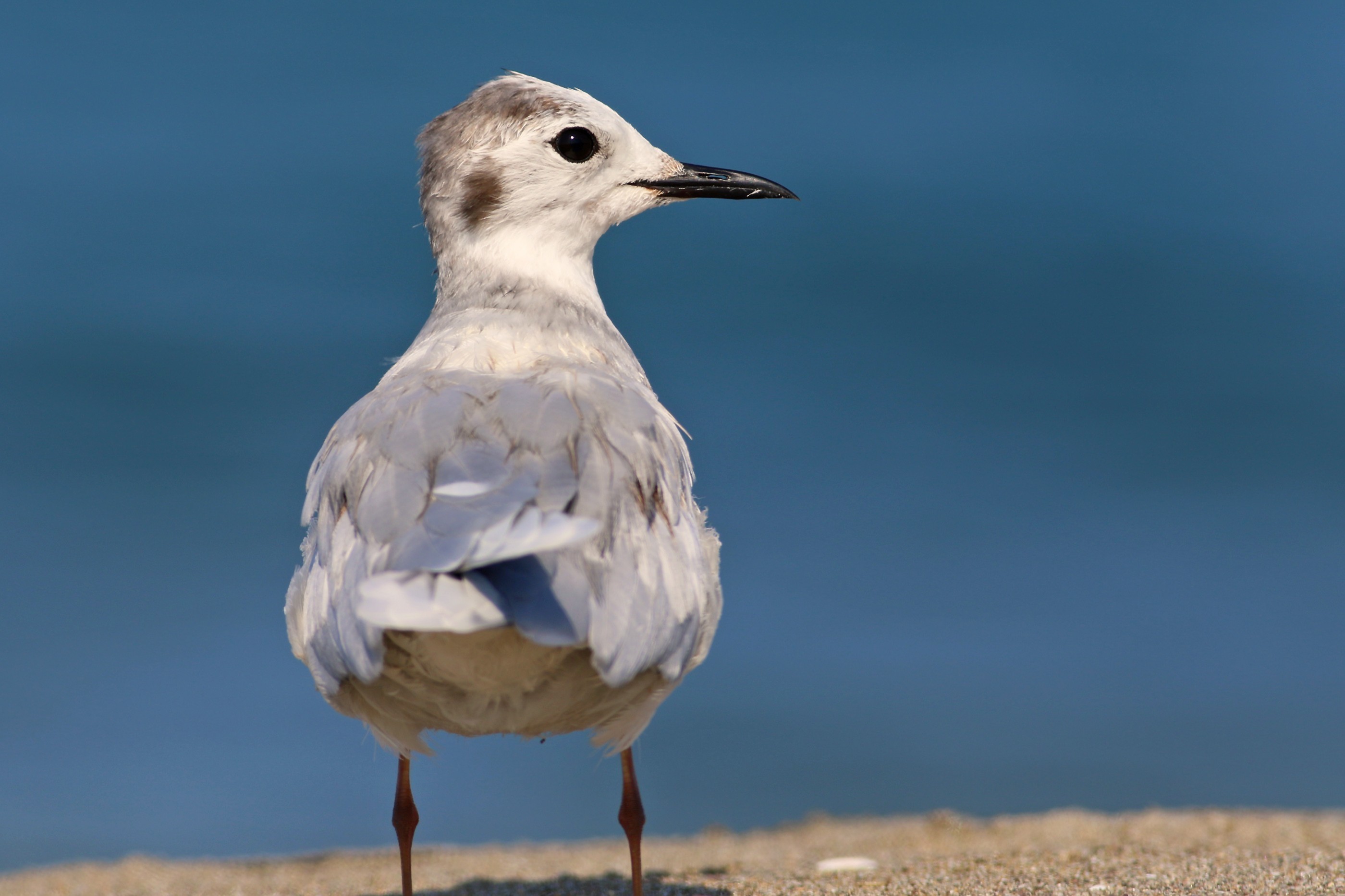 Little Gull