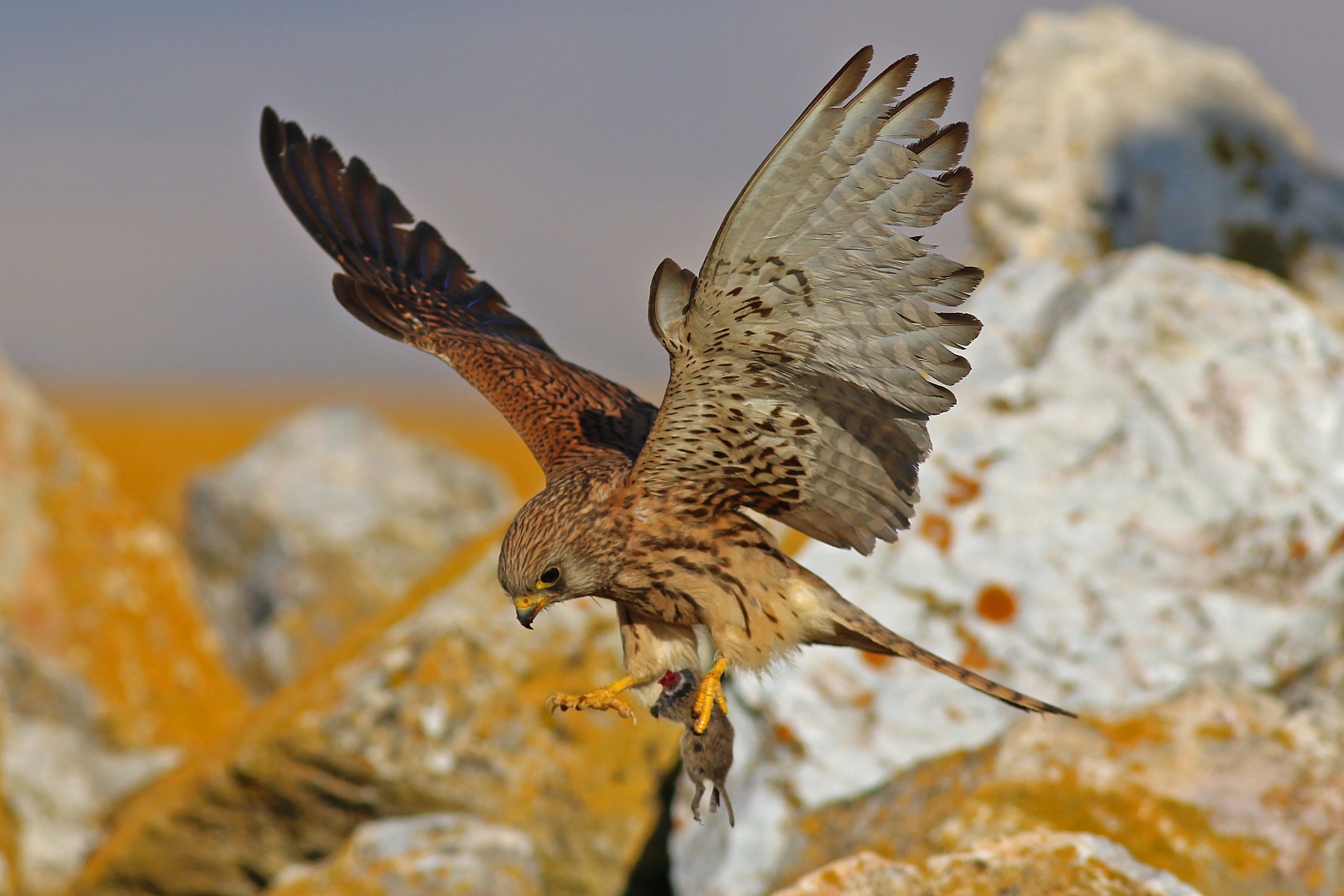 Lesser Kestrel
