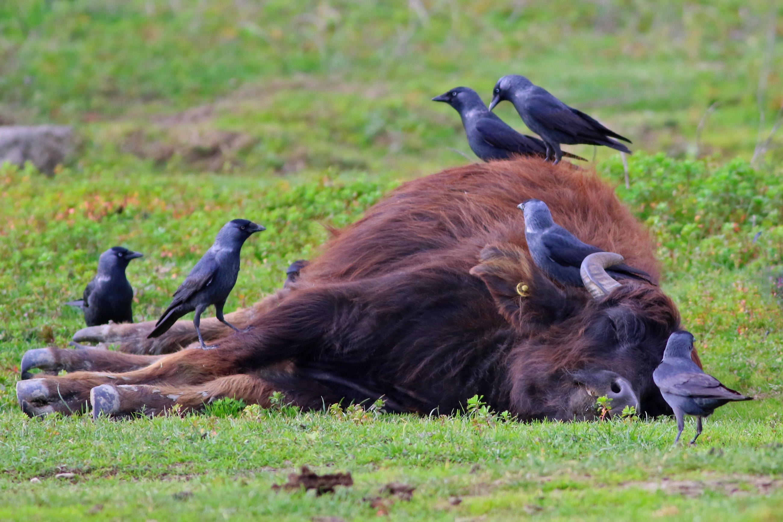 Eurasian Jackdaw