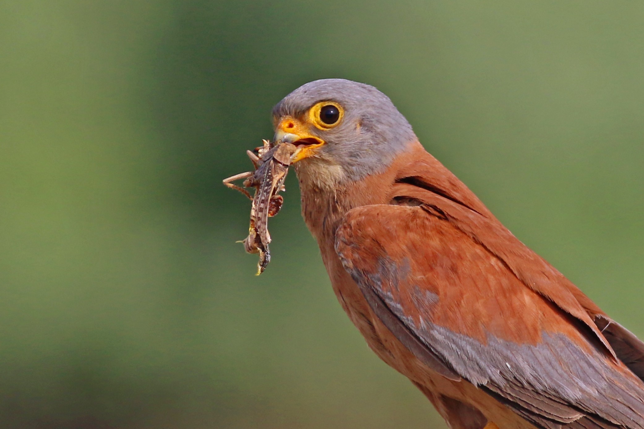 Lesser Kestrel
