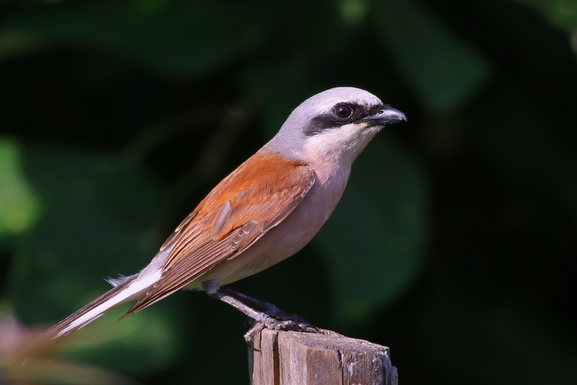 Red-backed Shrike