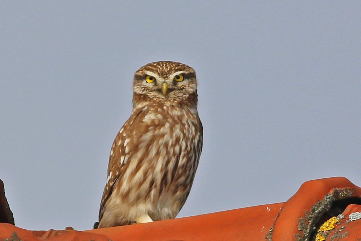 Little Owl