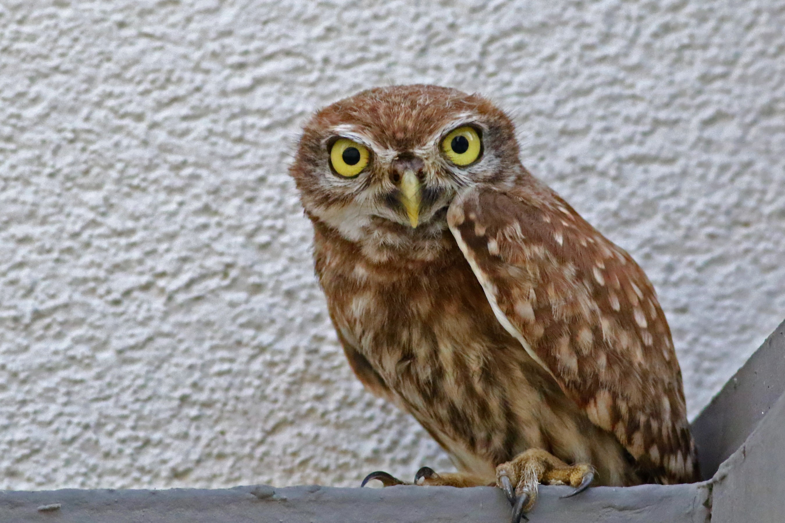 Little Owl