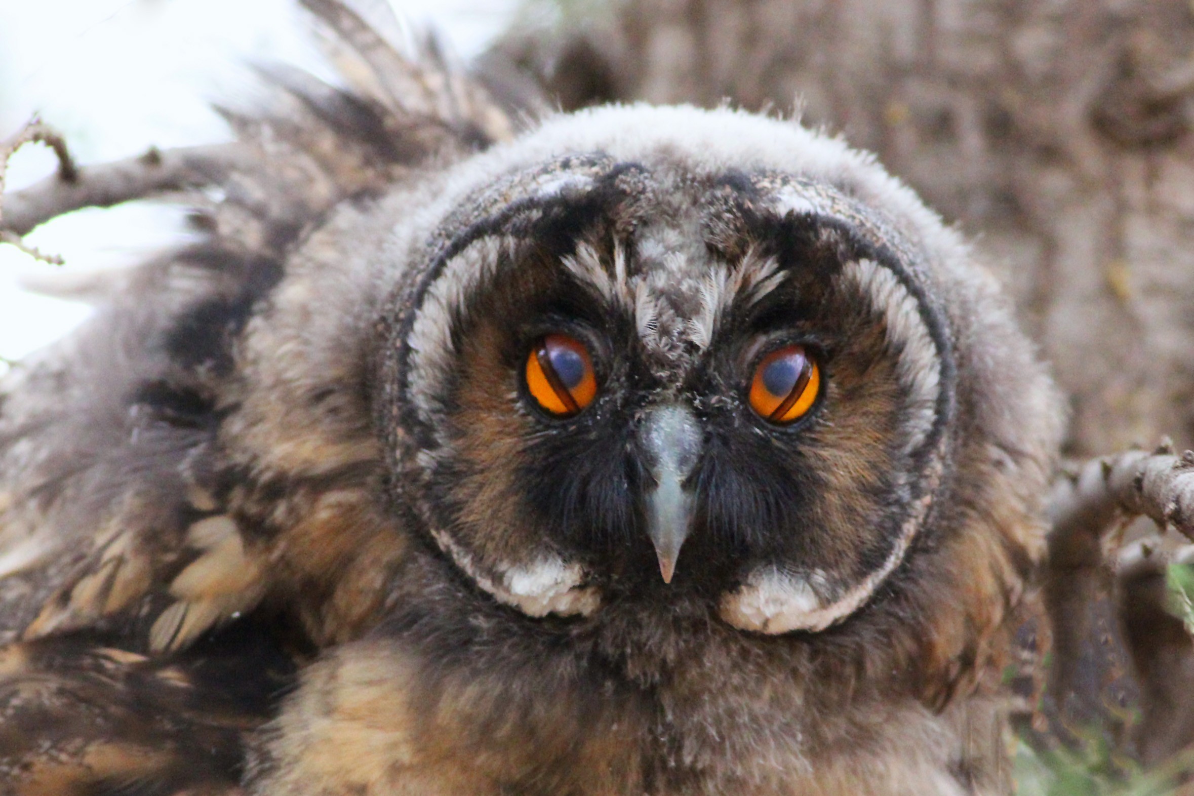 Northern Long-eared Owl