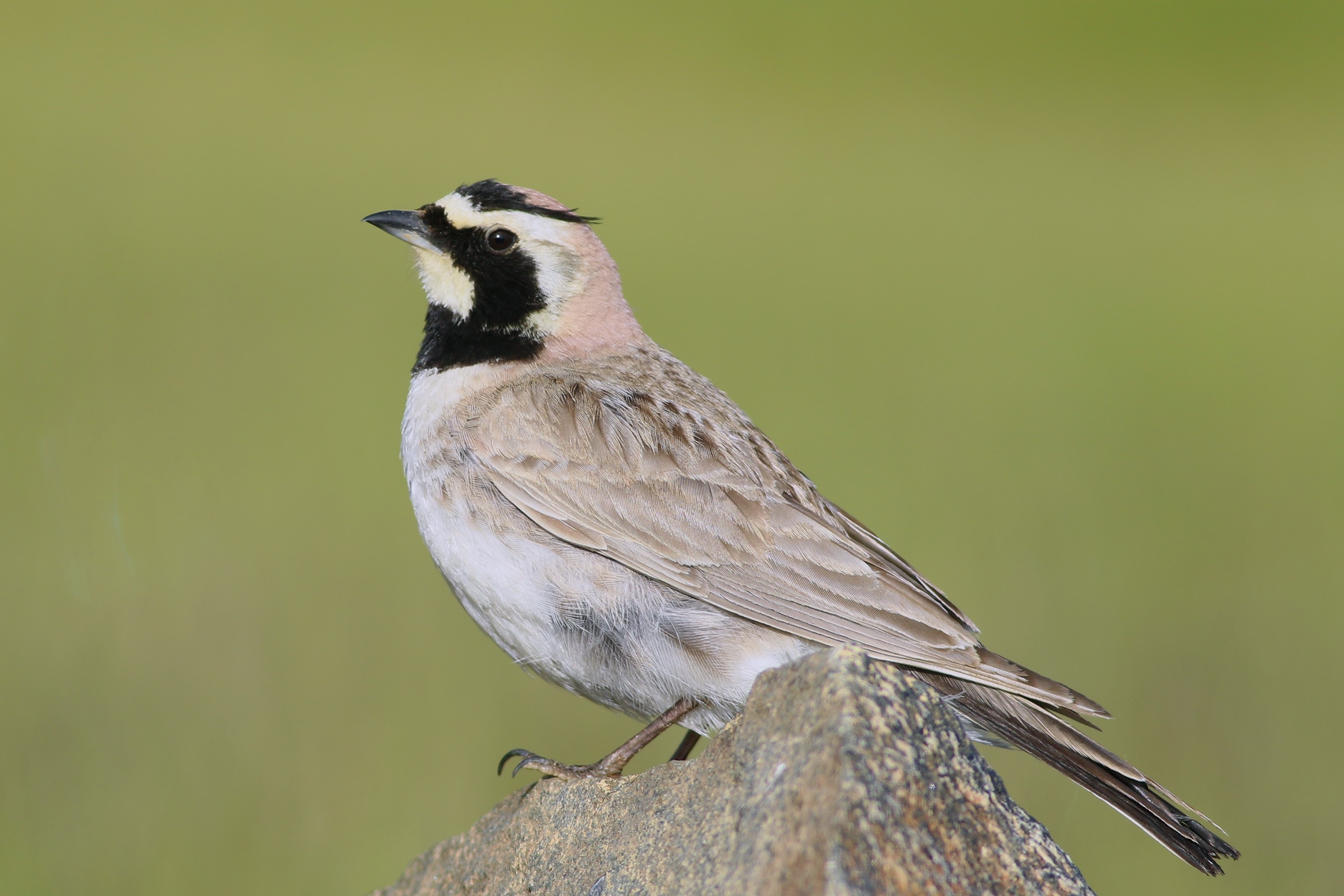 Horned Lark
