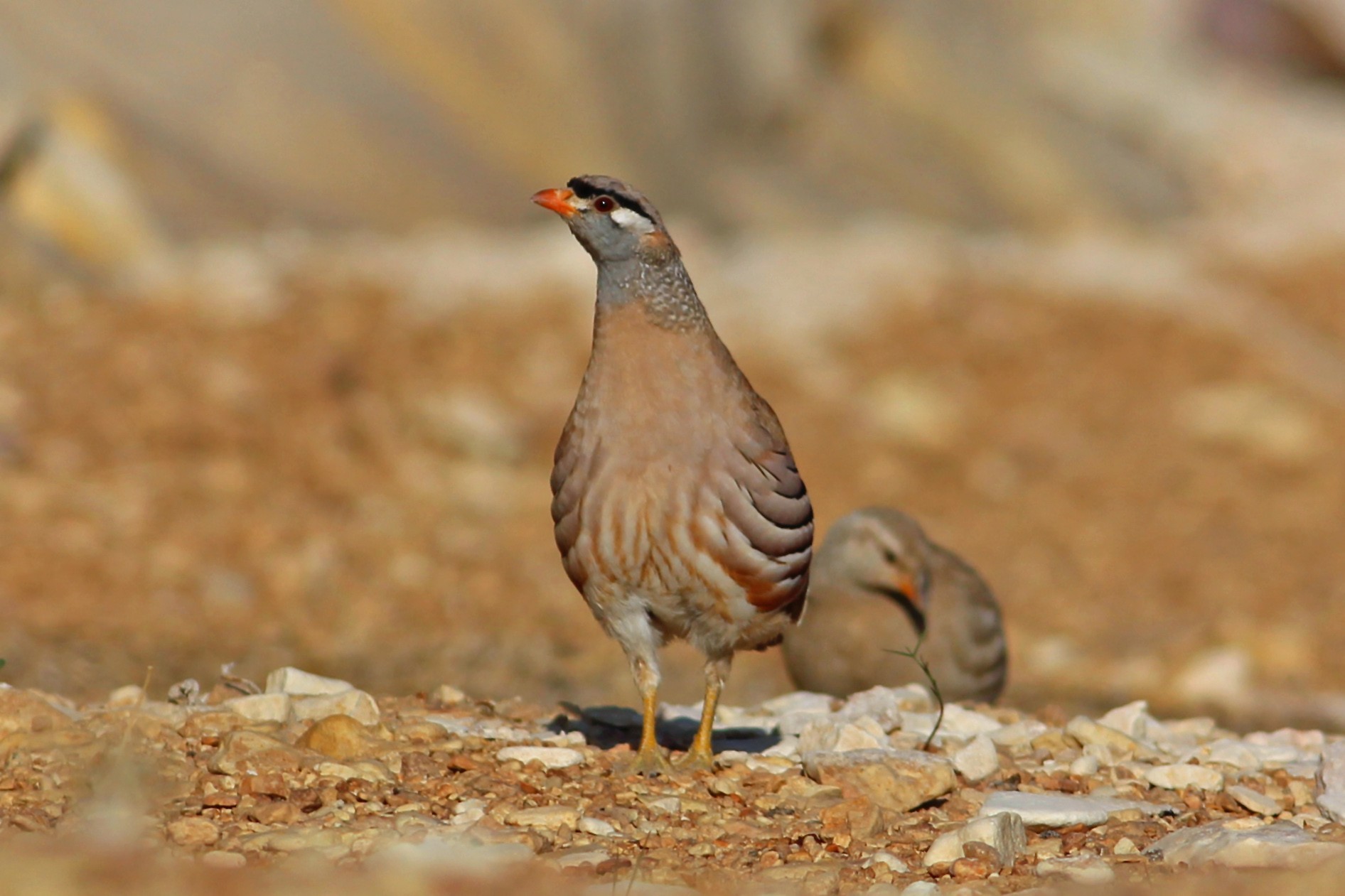 See-see Partridge