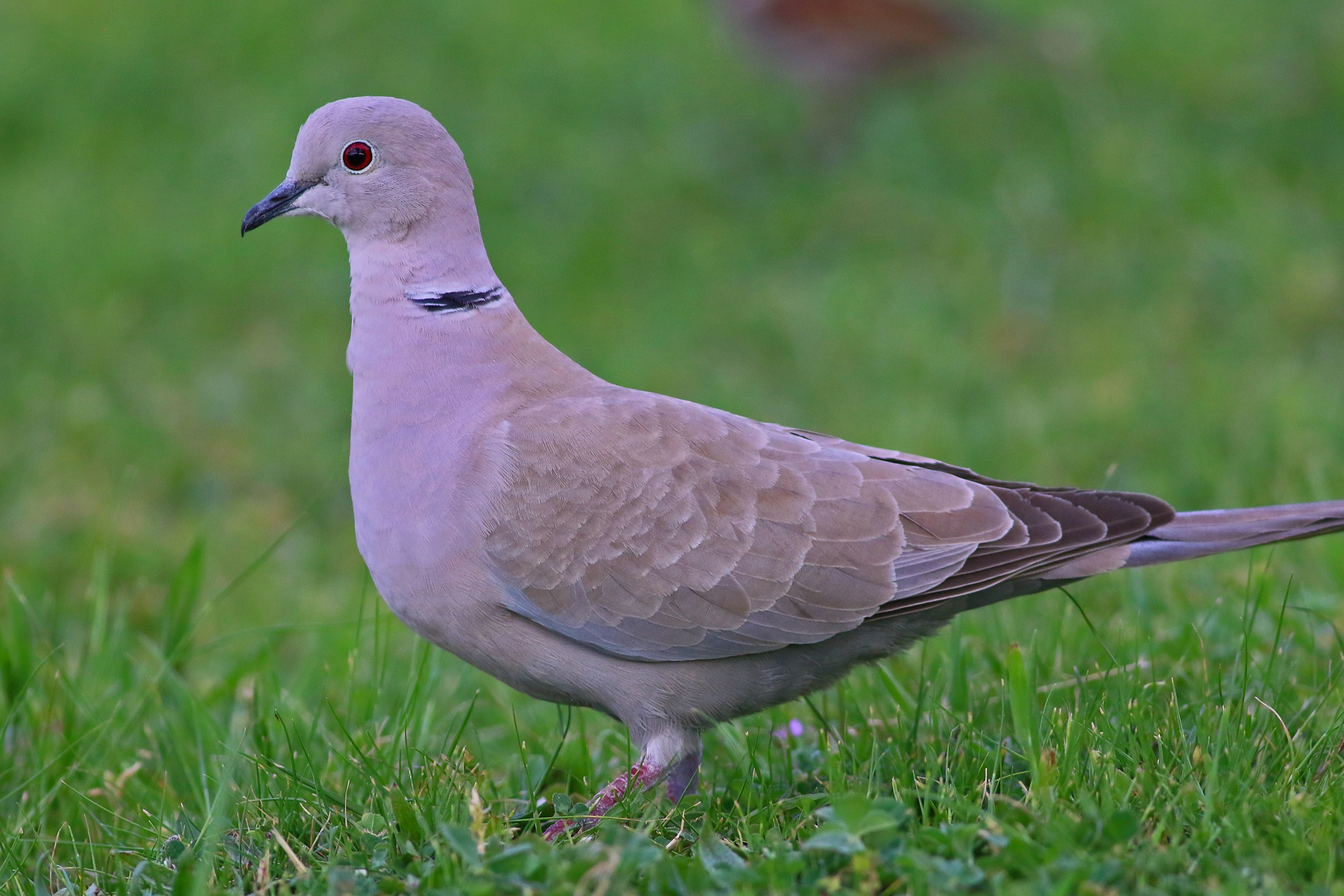 Eurasian Collared-dove