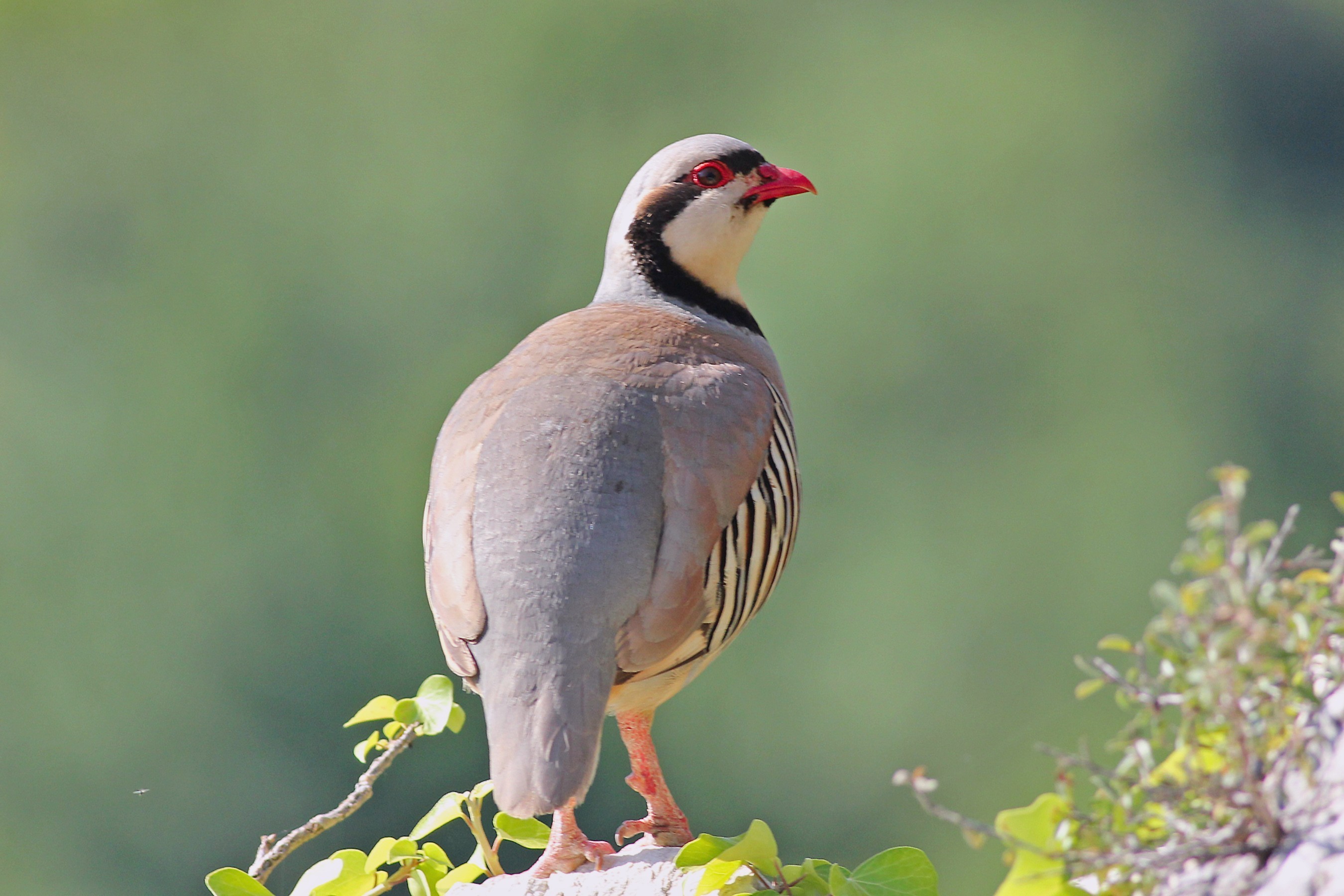 Chukar — Ana fotoğraf