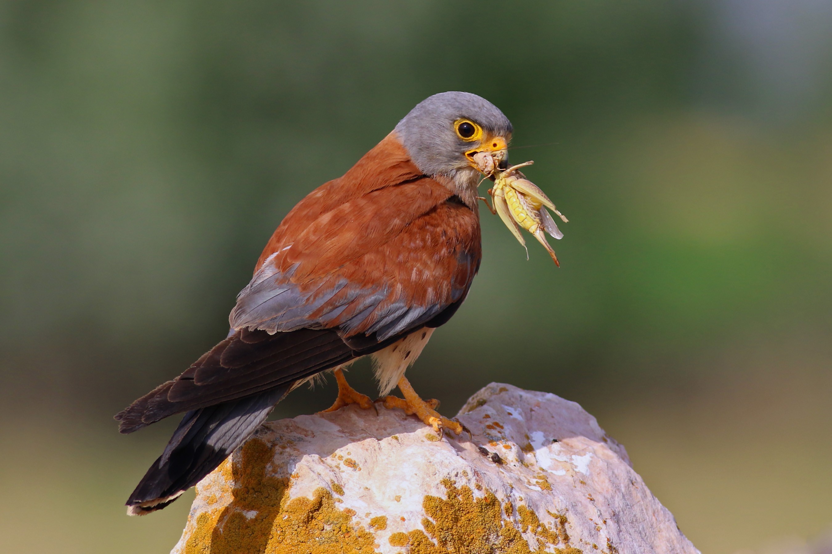 Lesser Kestrel