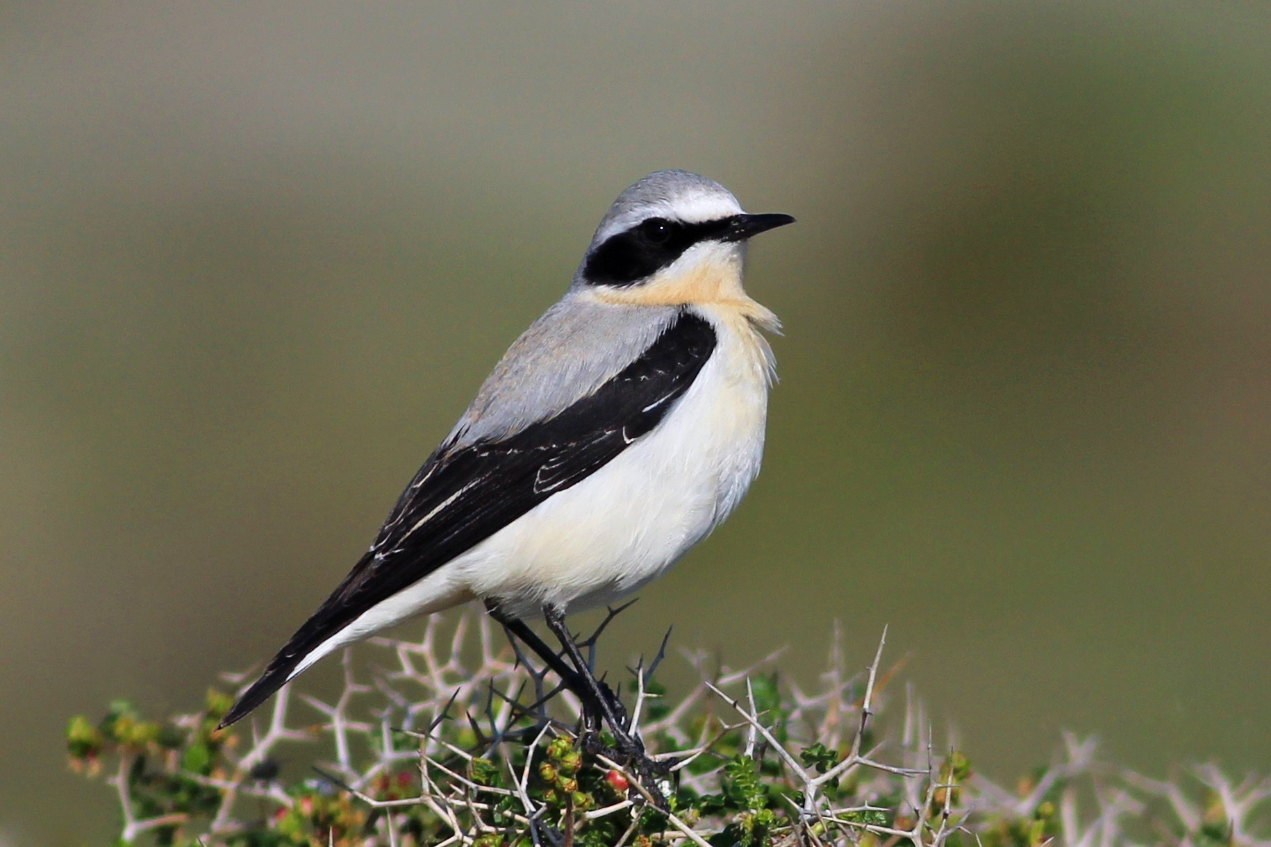 Northern Wheatear