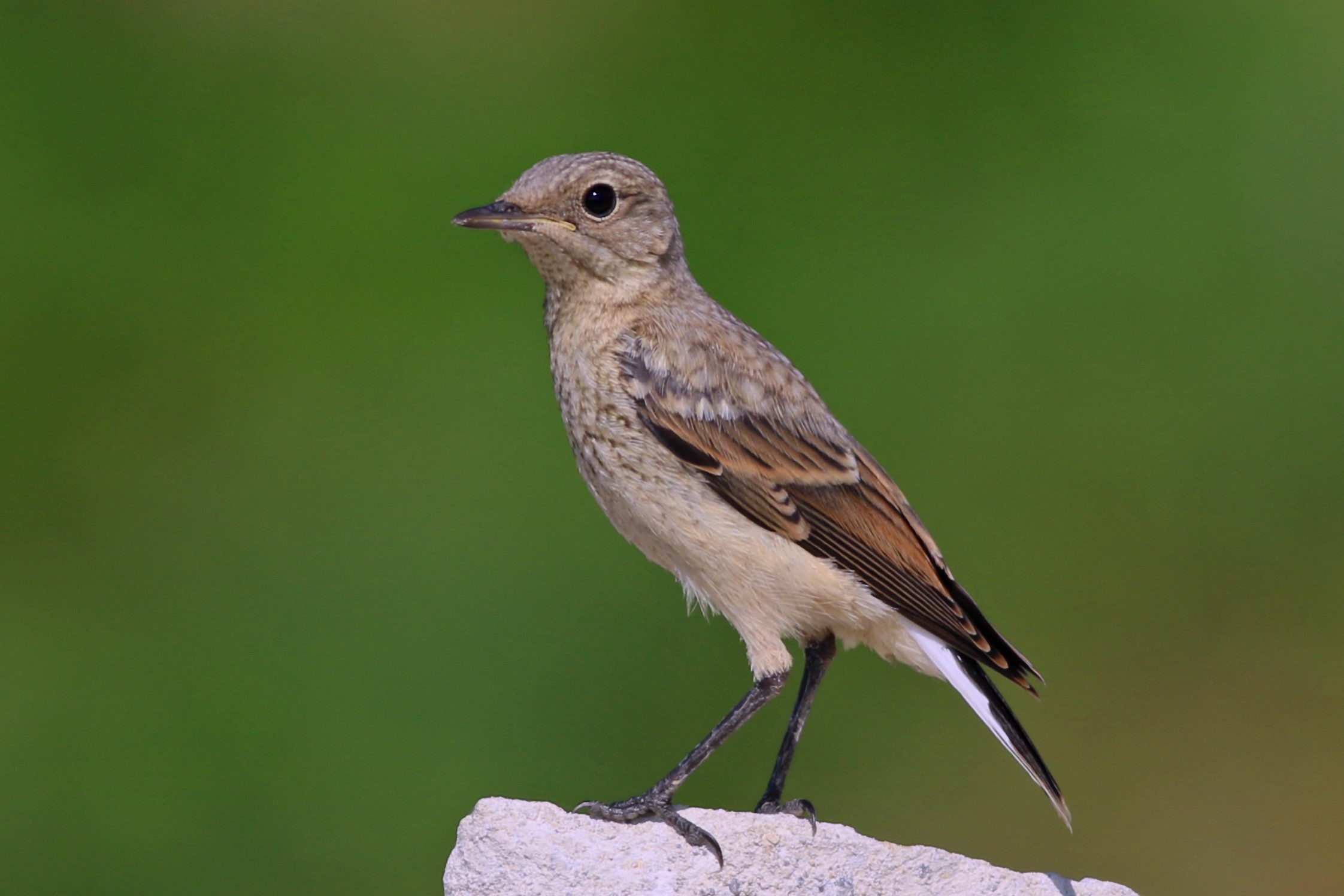 Northern Wheatear