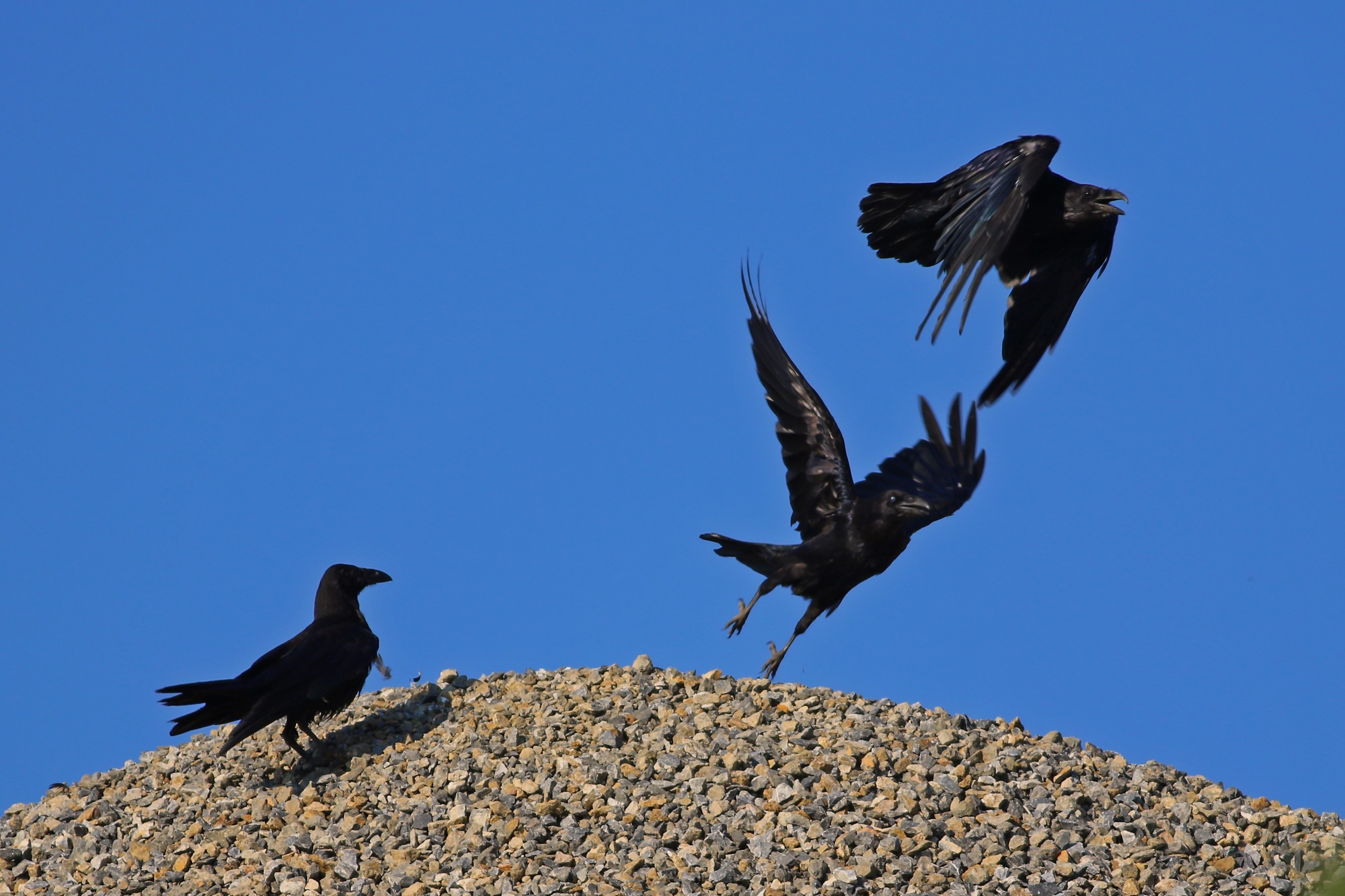 Common Raven