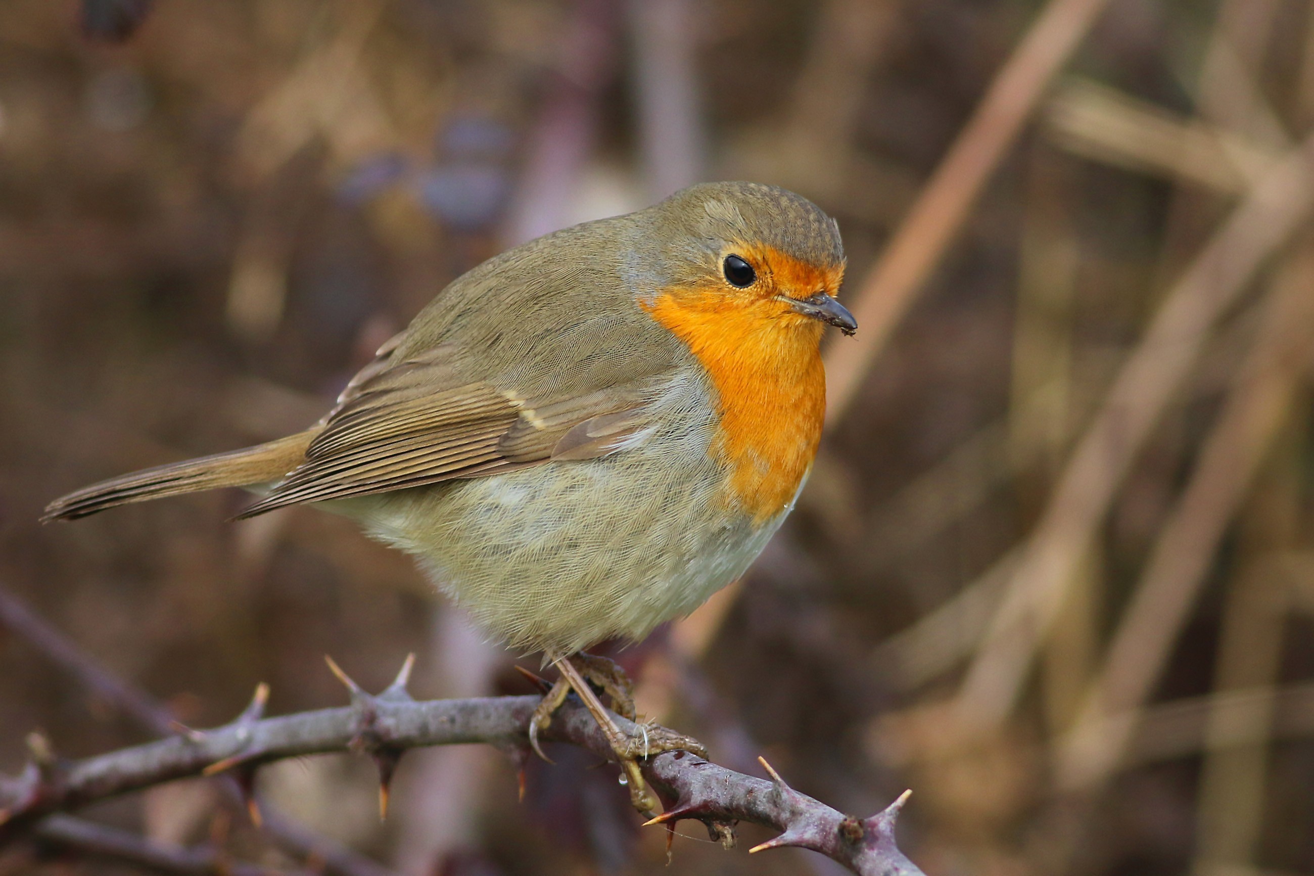 European Robin