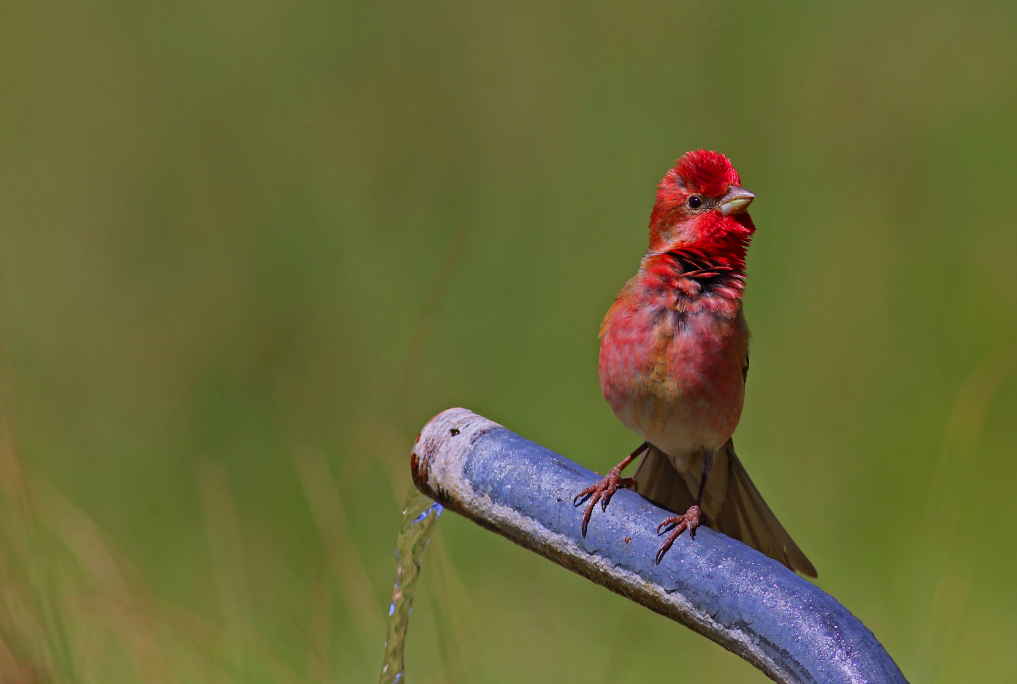 Common Rosefinch