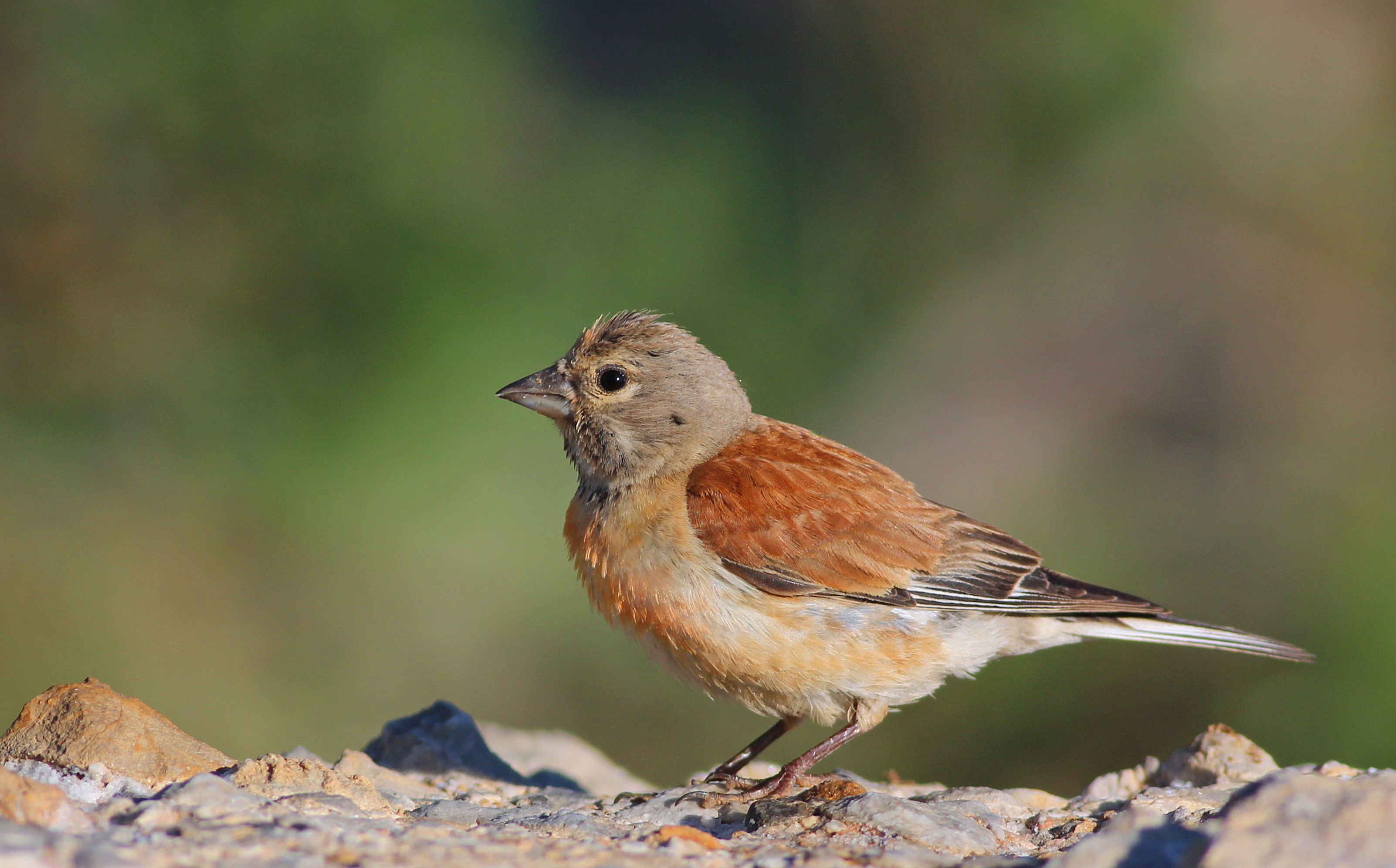 Eurasian Linnet