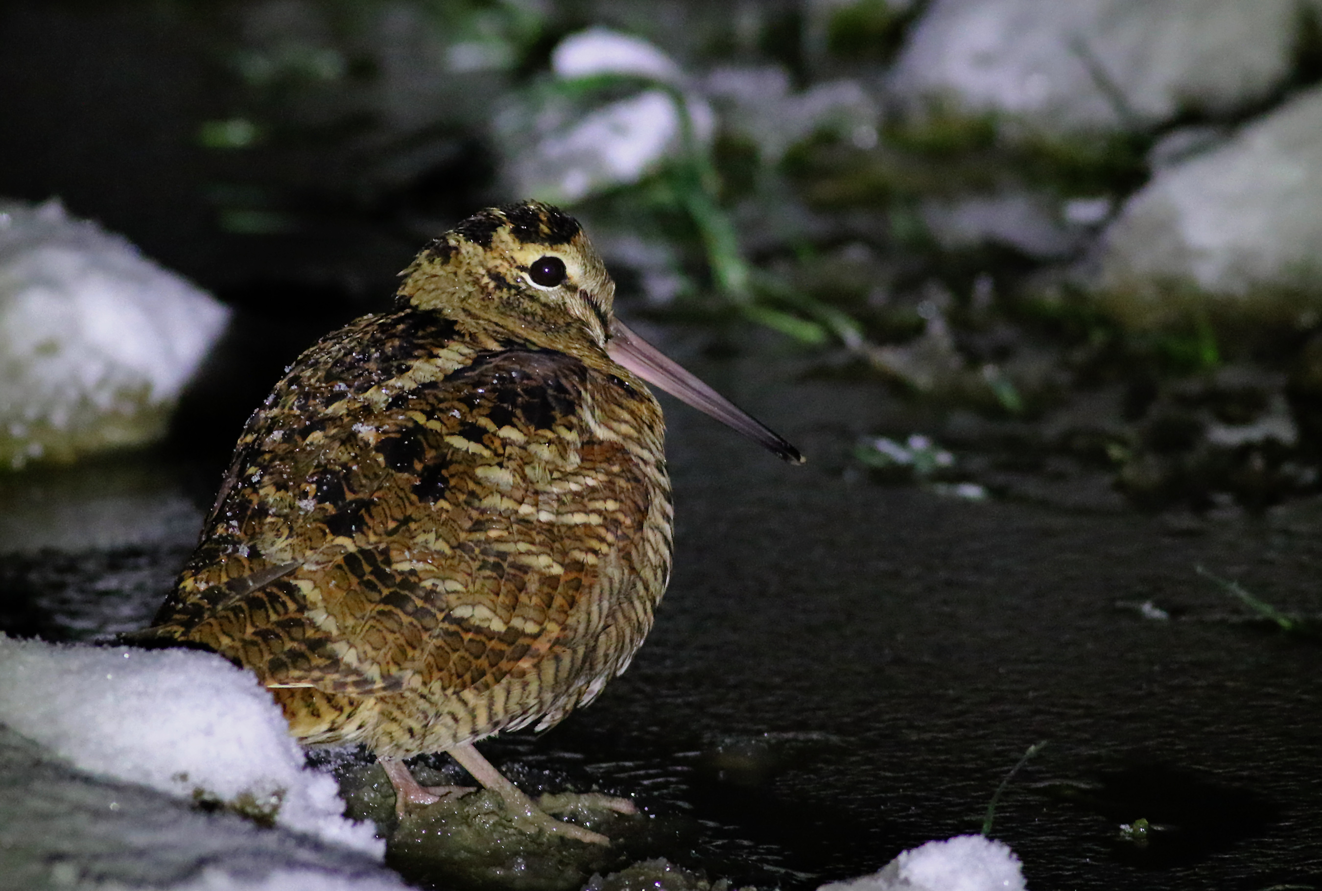 Eurasian Woodcock