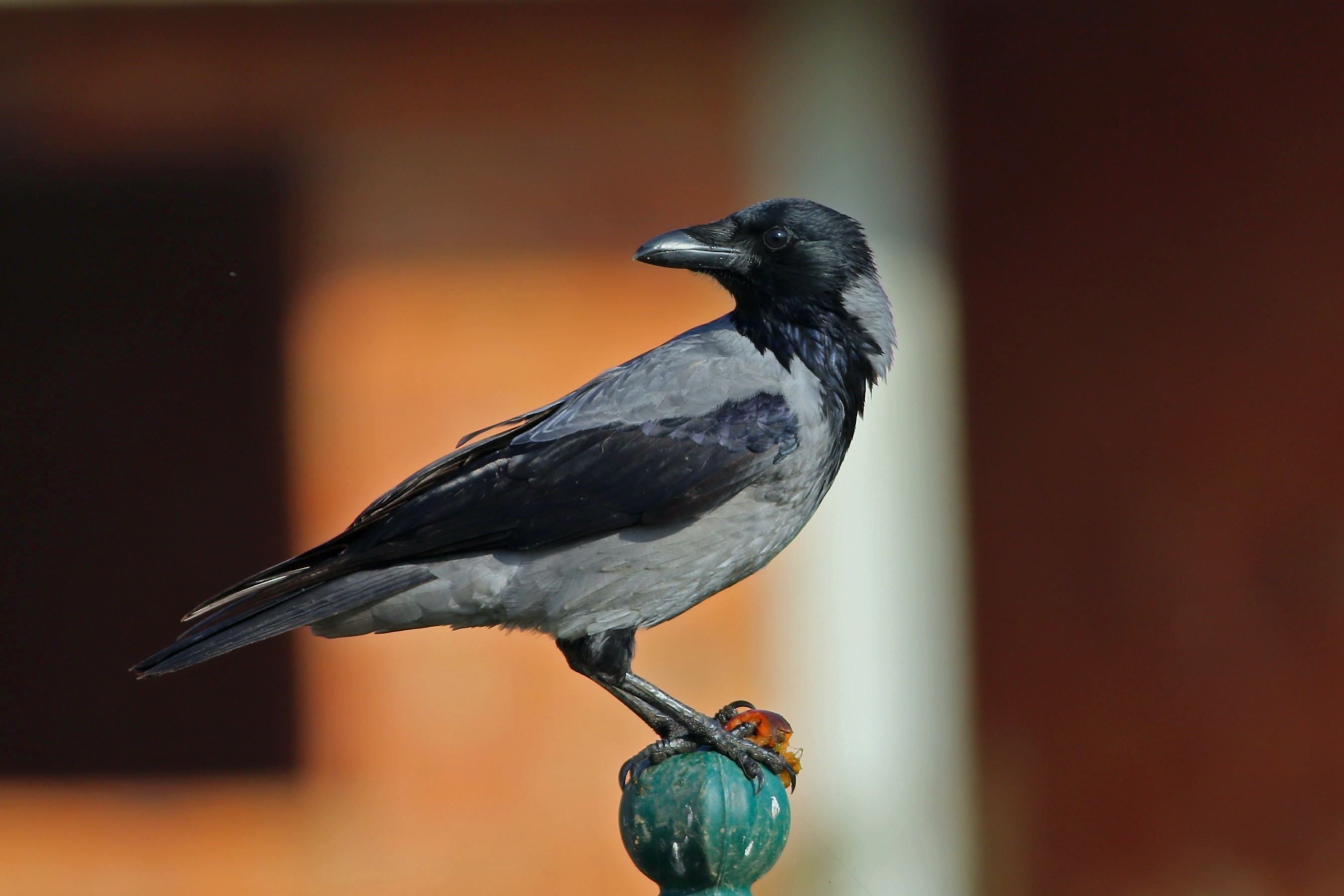 Hooded Crow