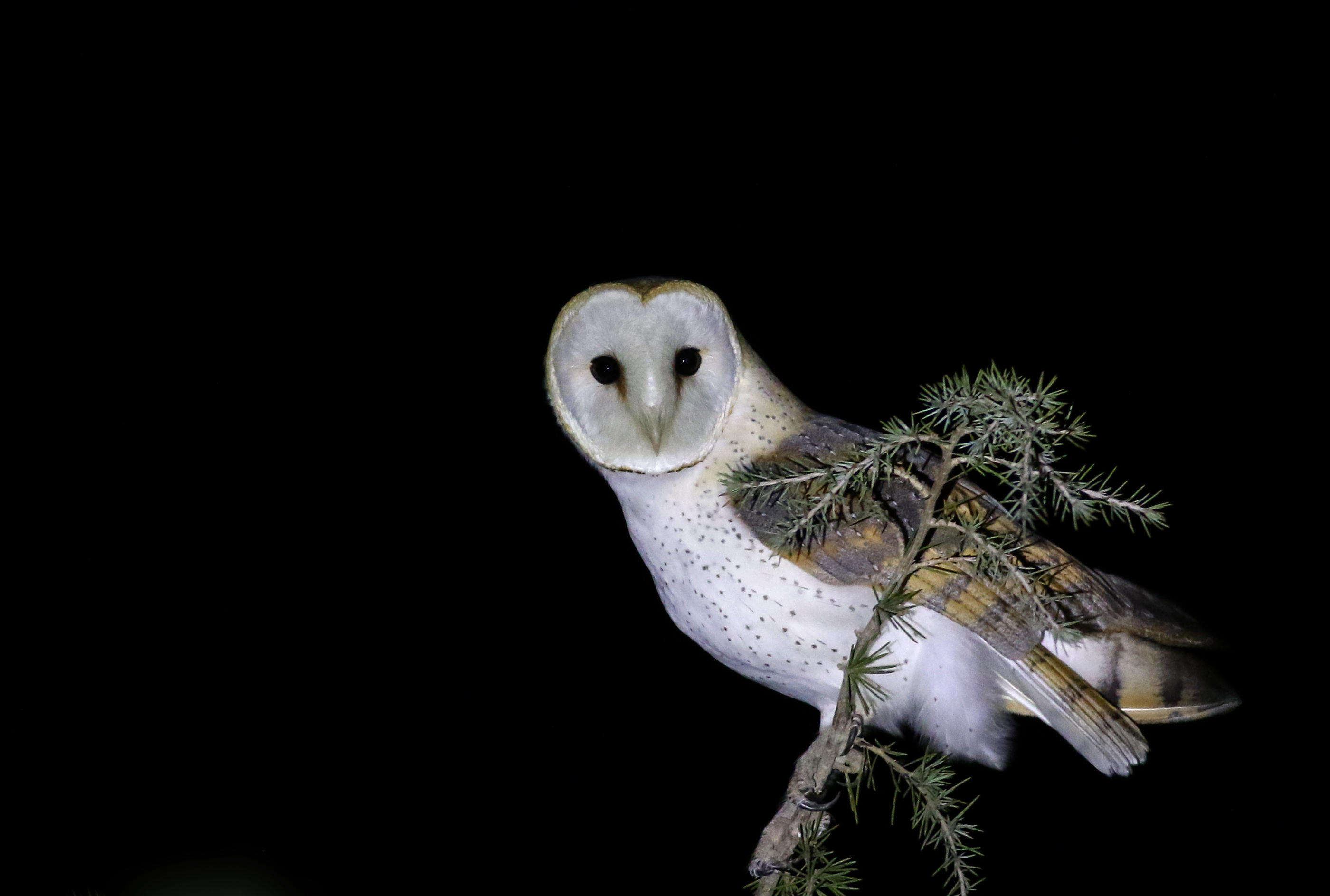 Barn Owl