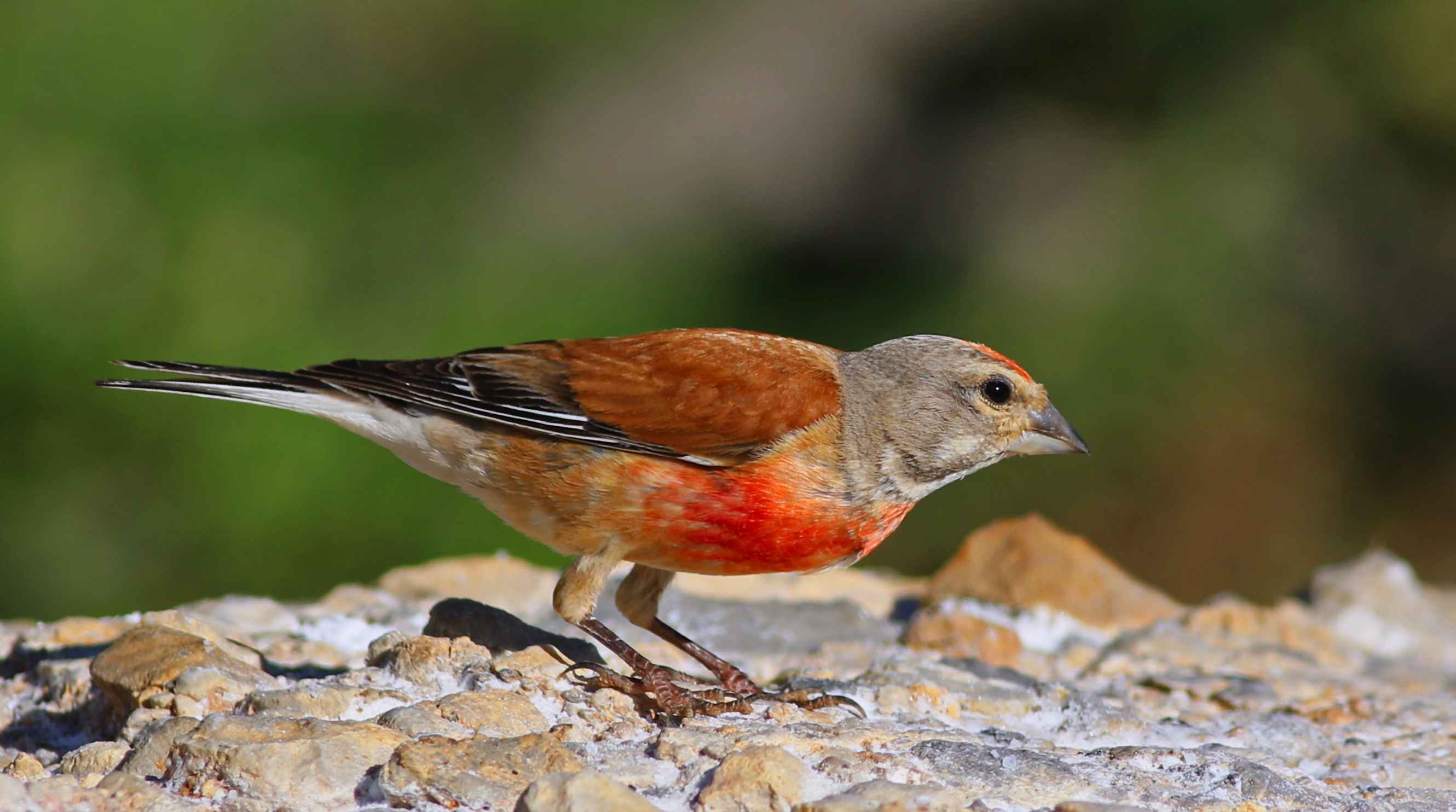 Eurasian Linnet