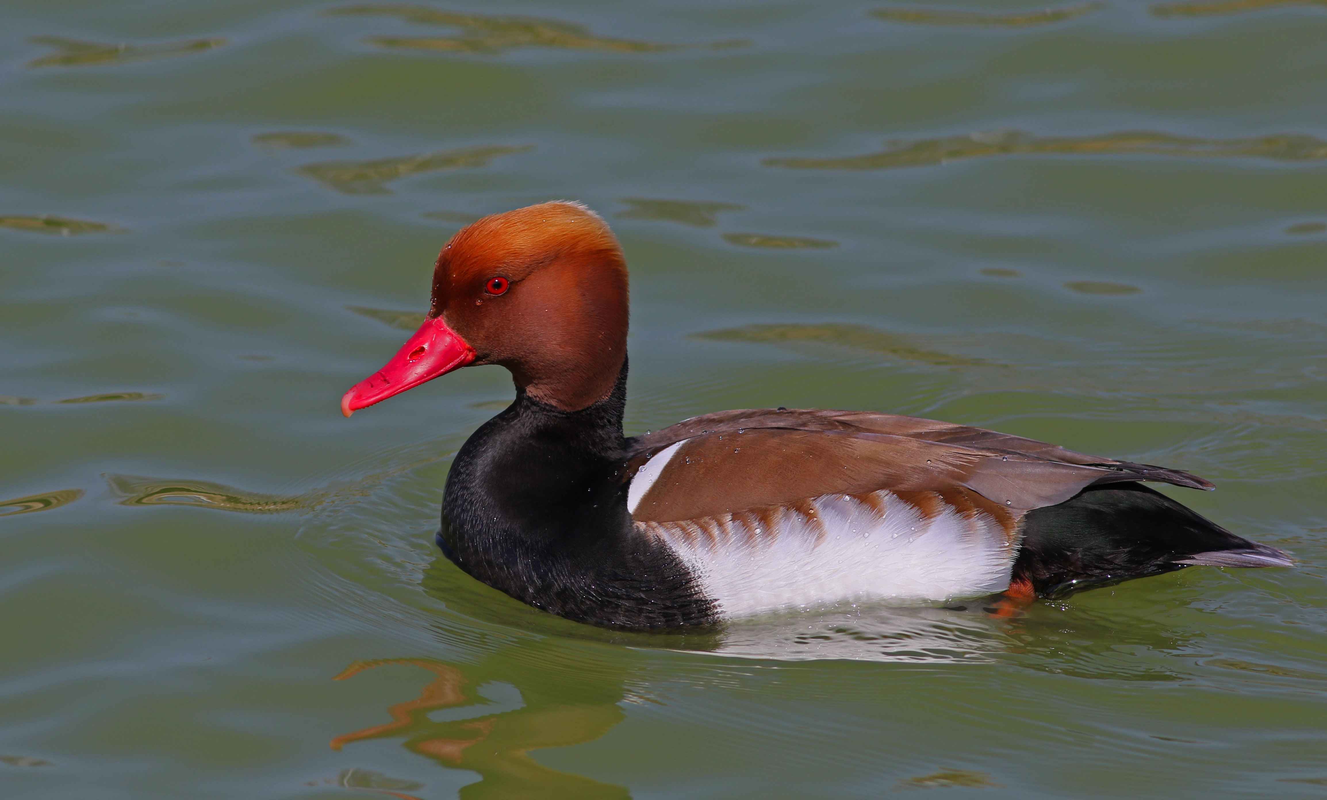 Red-crested Pochard