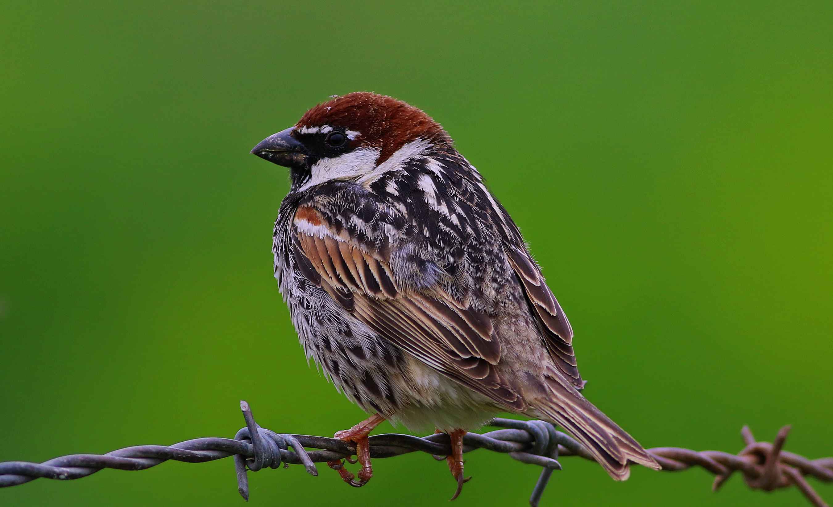 Spanish Sparrow