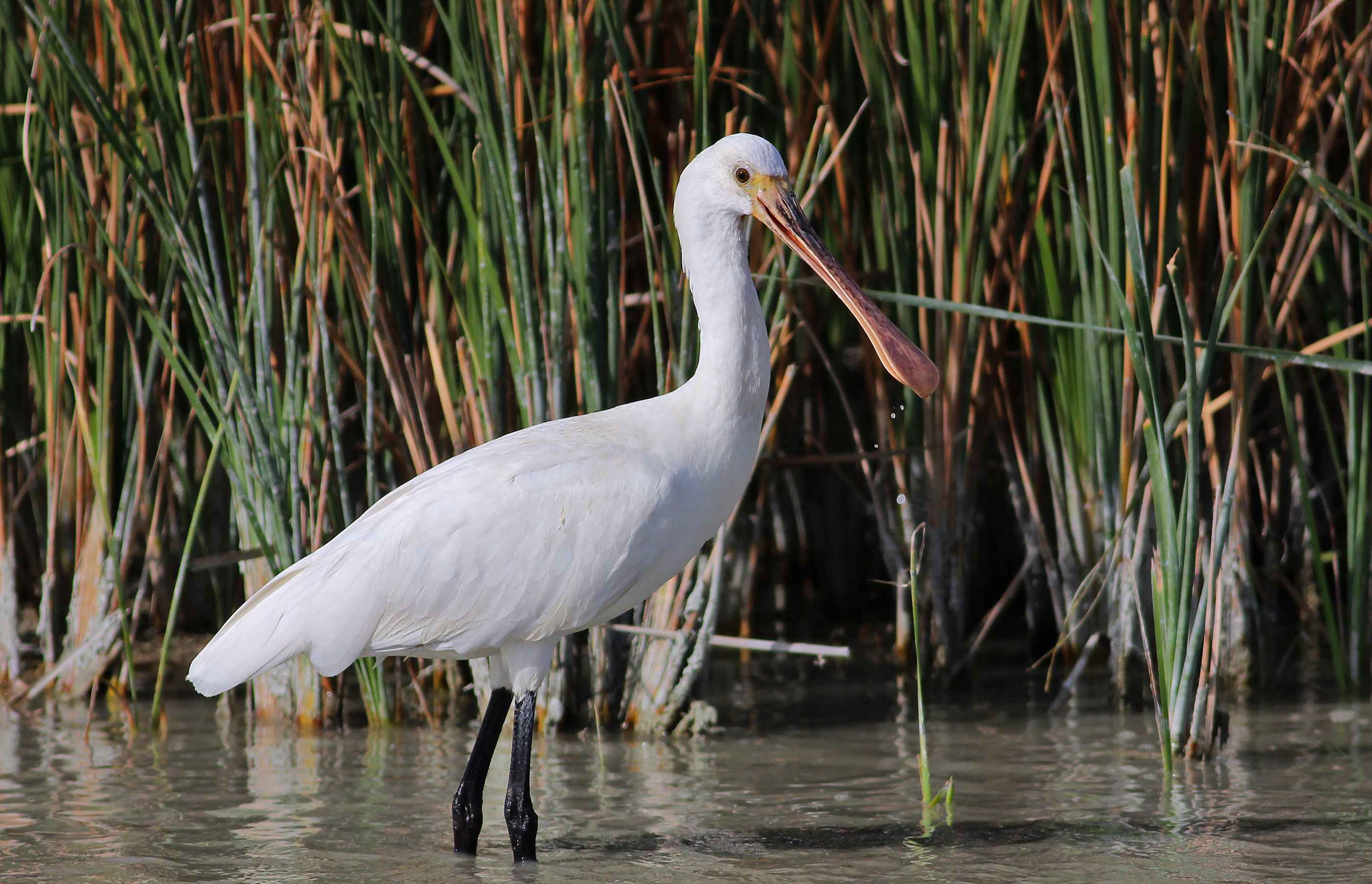Eurasian Spoonbill