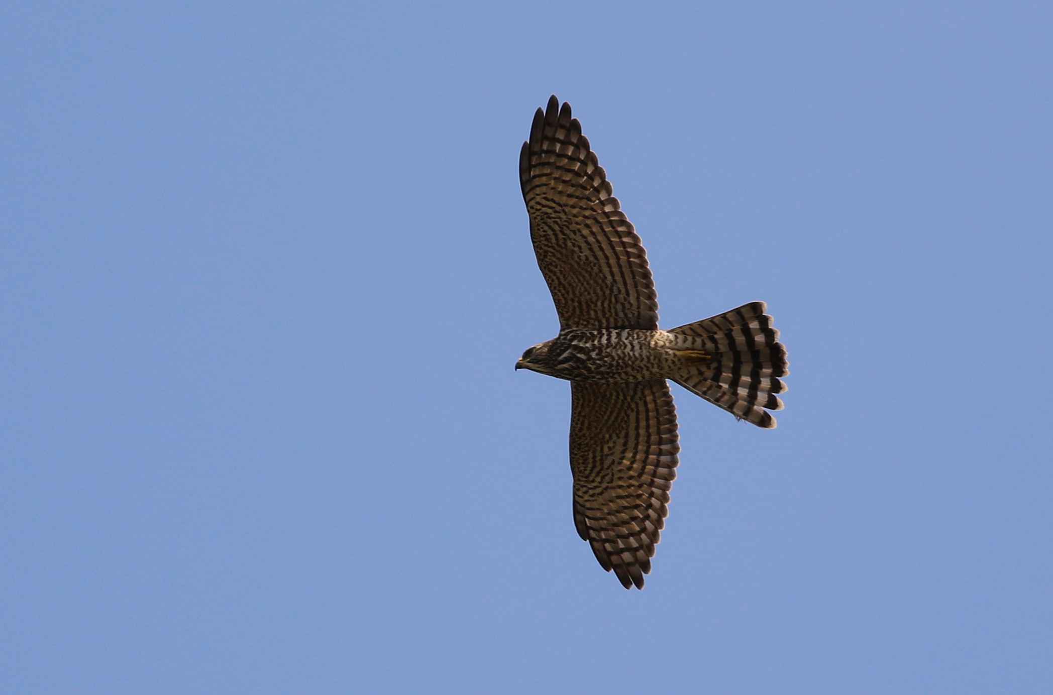 Northern Goshawk