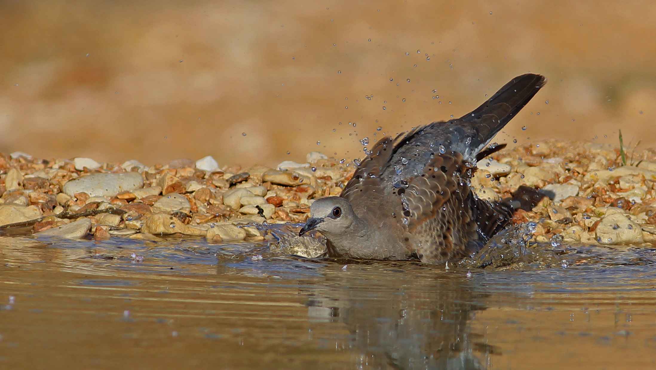 European Turtle-Dove