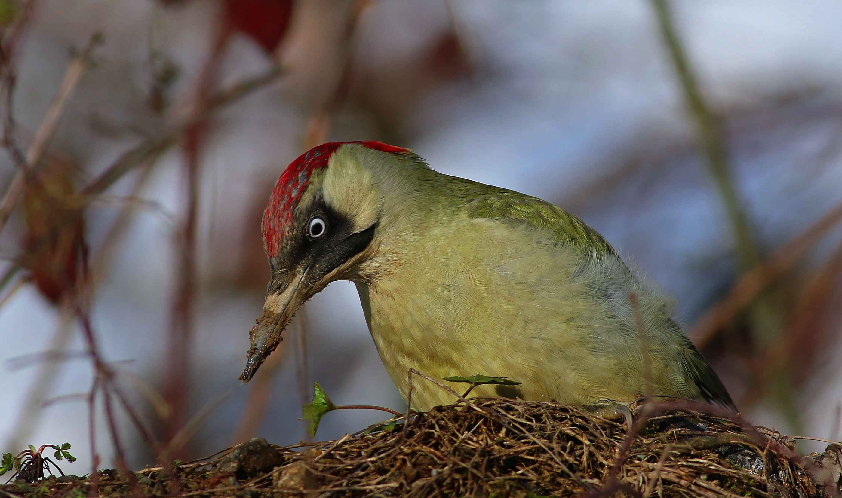 Eurasian Green Woodpecker