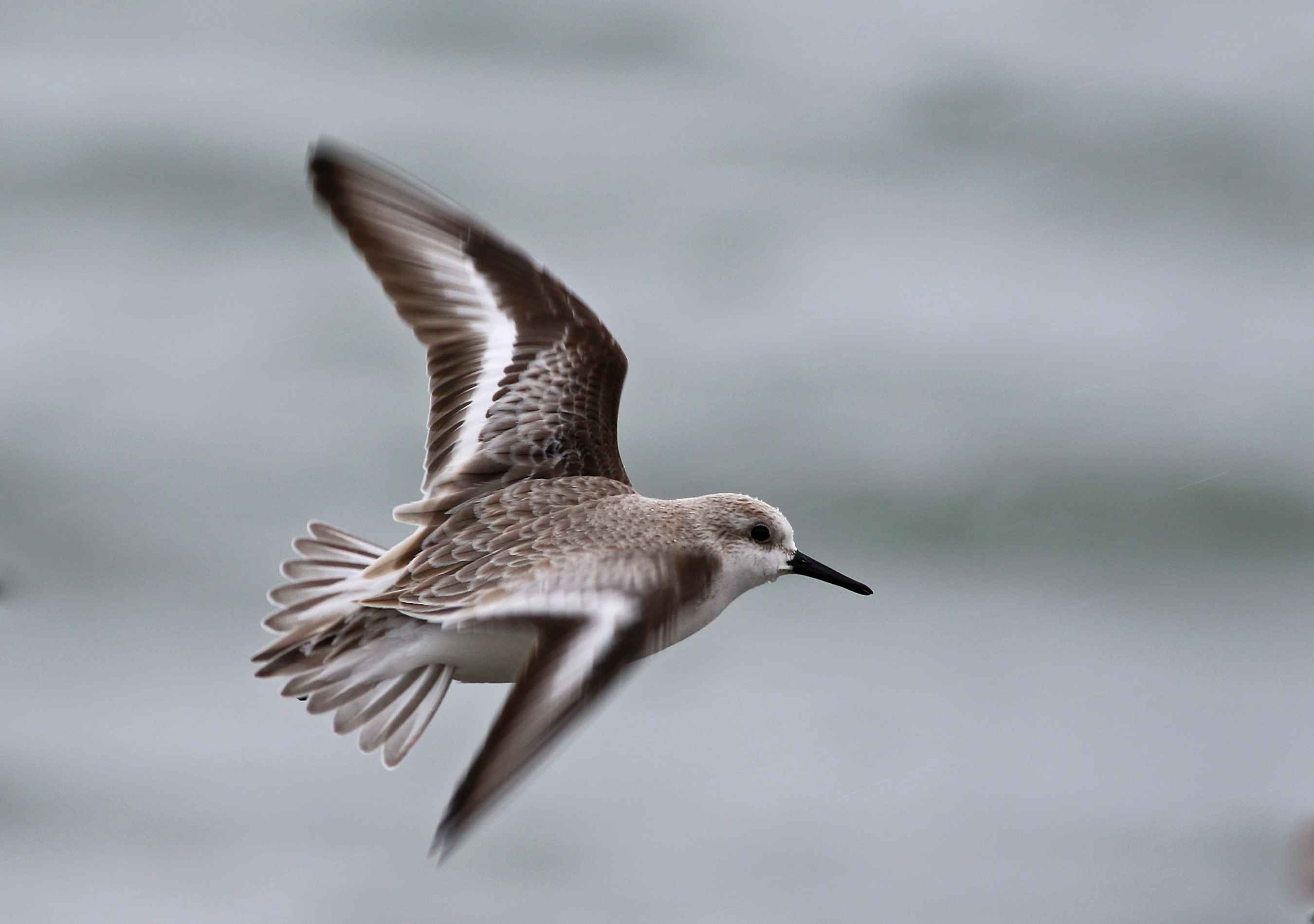 Sanderling