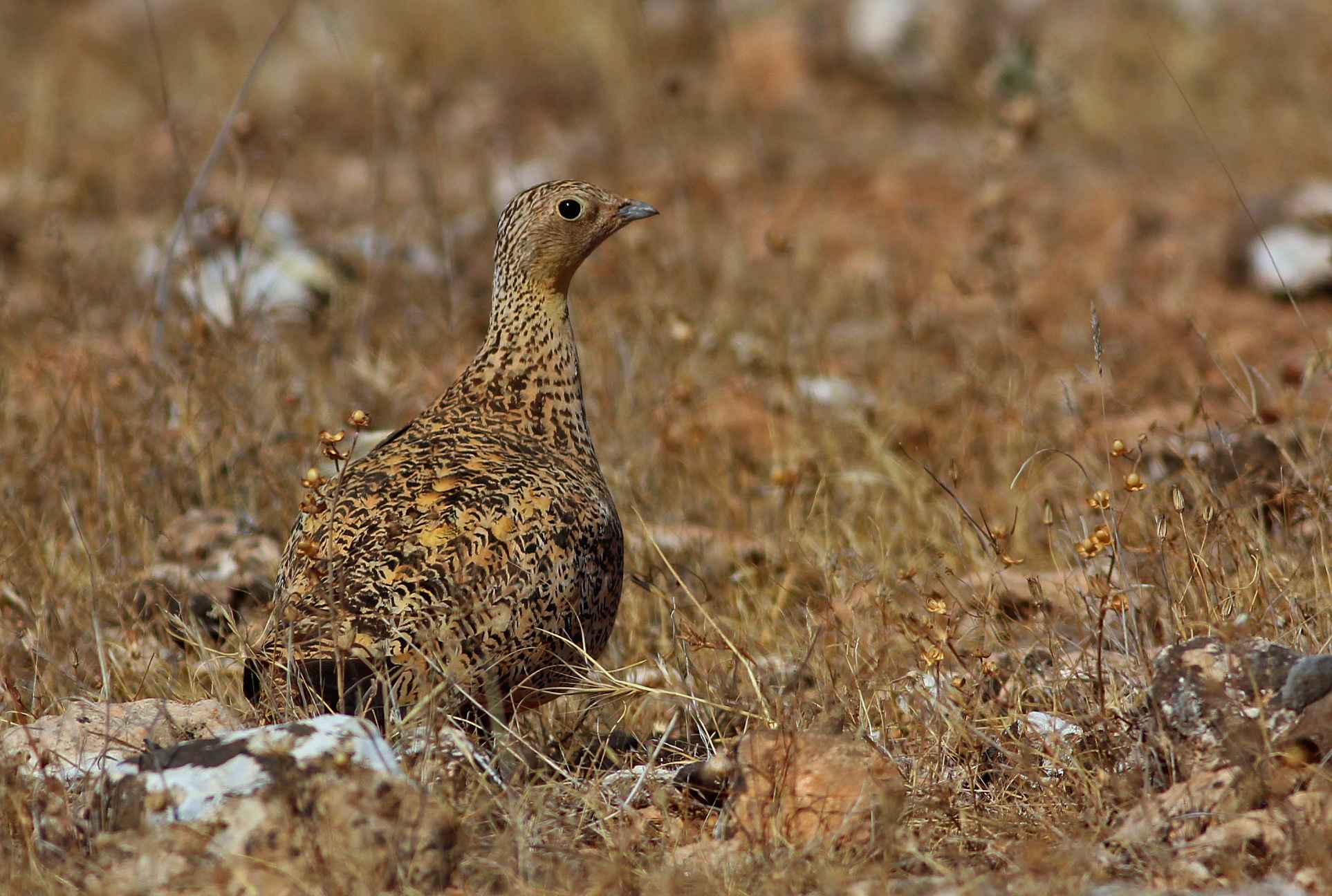Black-bellied Sandgrouse