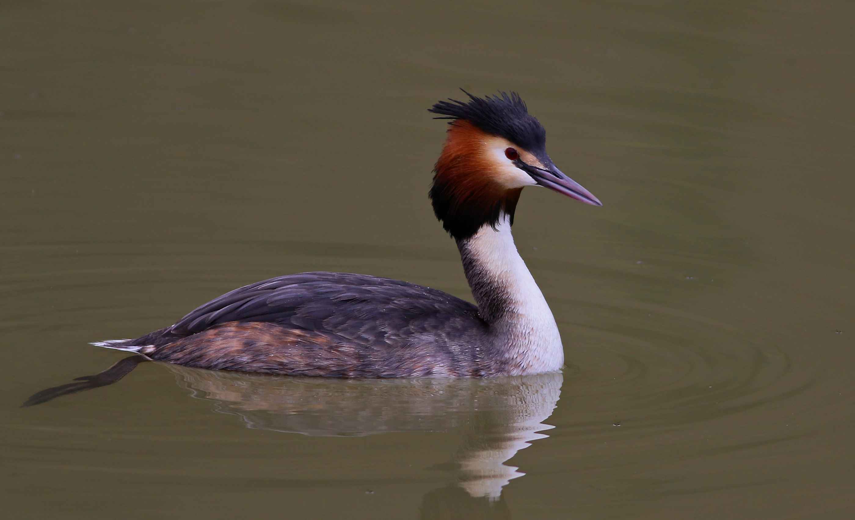 Great Crested Grebe