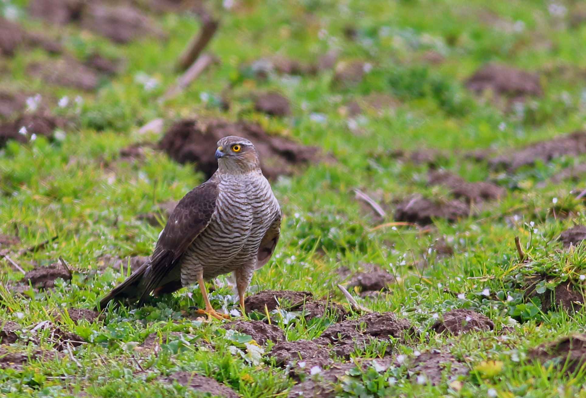 Eurasian Sparrowhawk