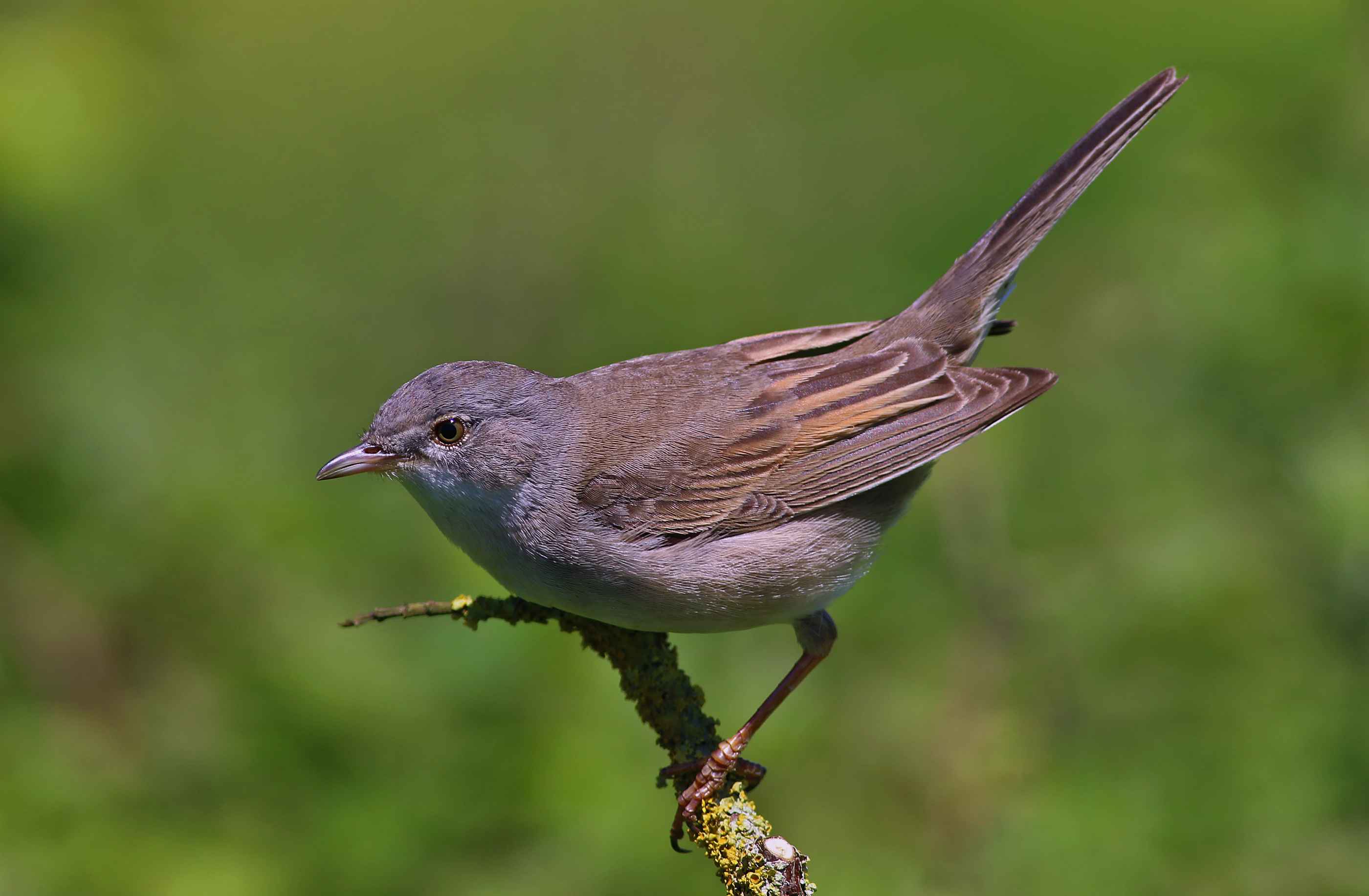 Greater Whitethroat