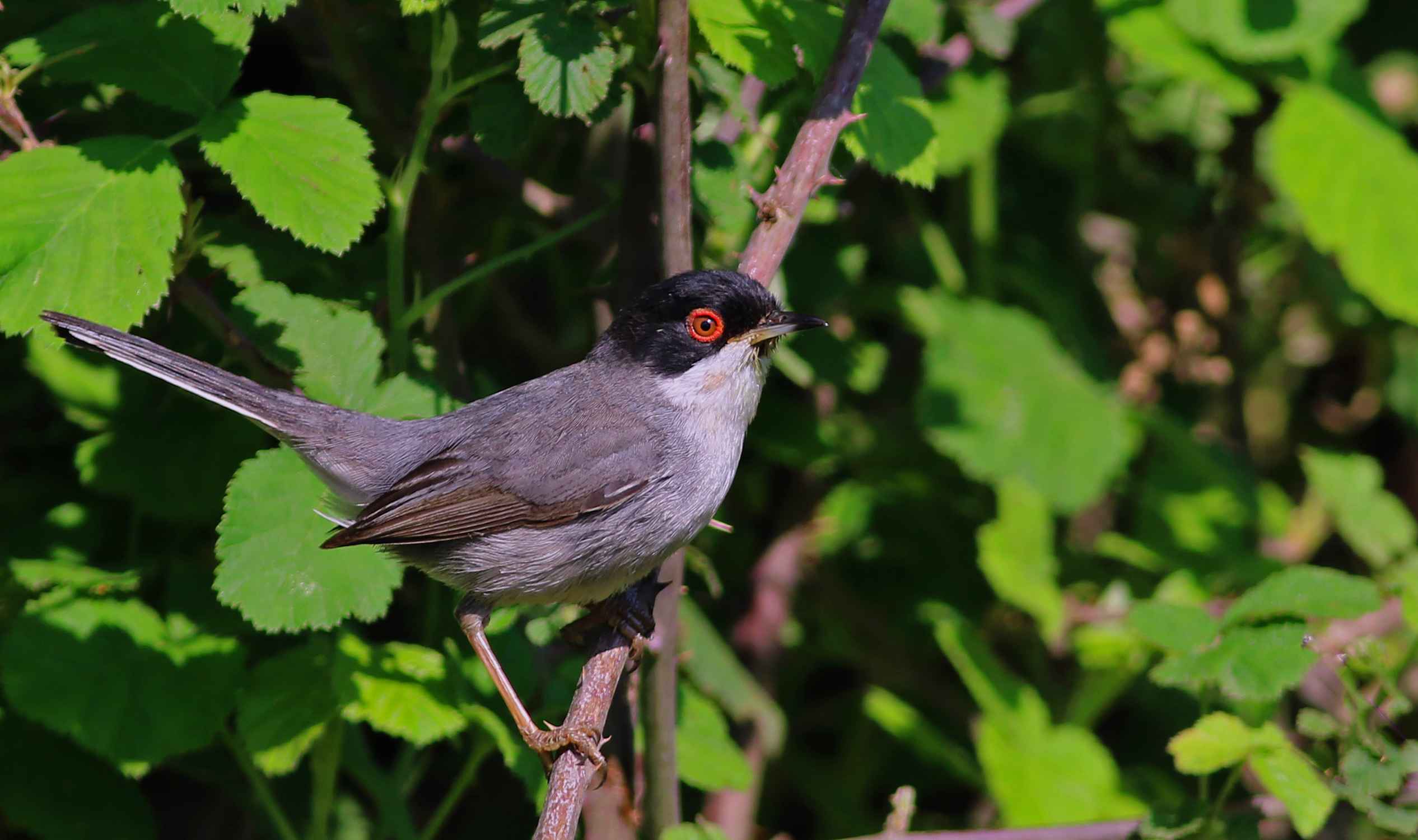 Sardinian Warbler
