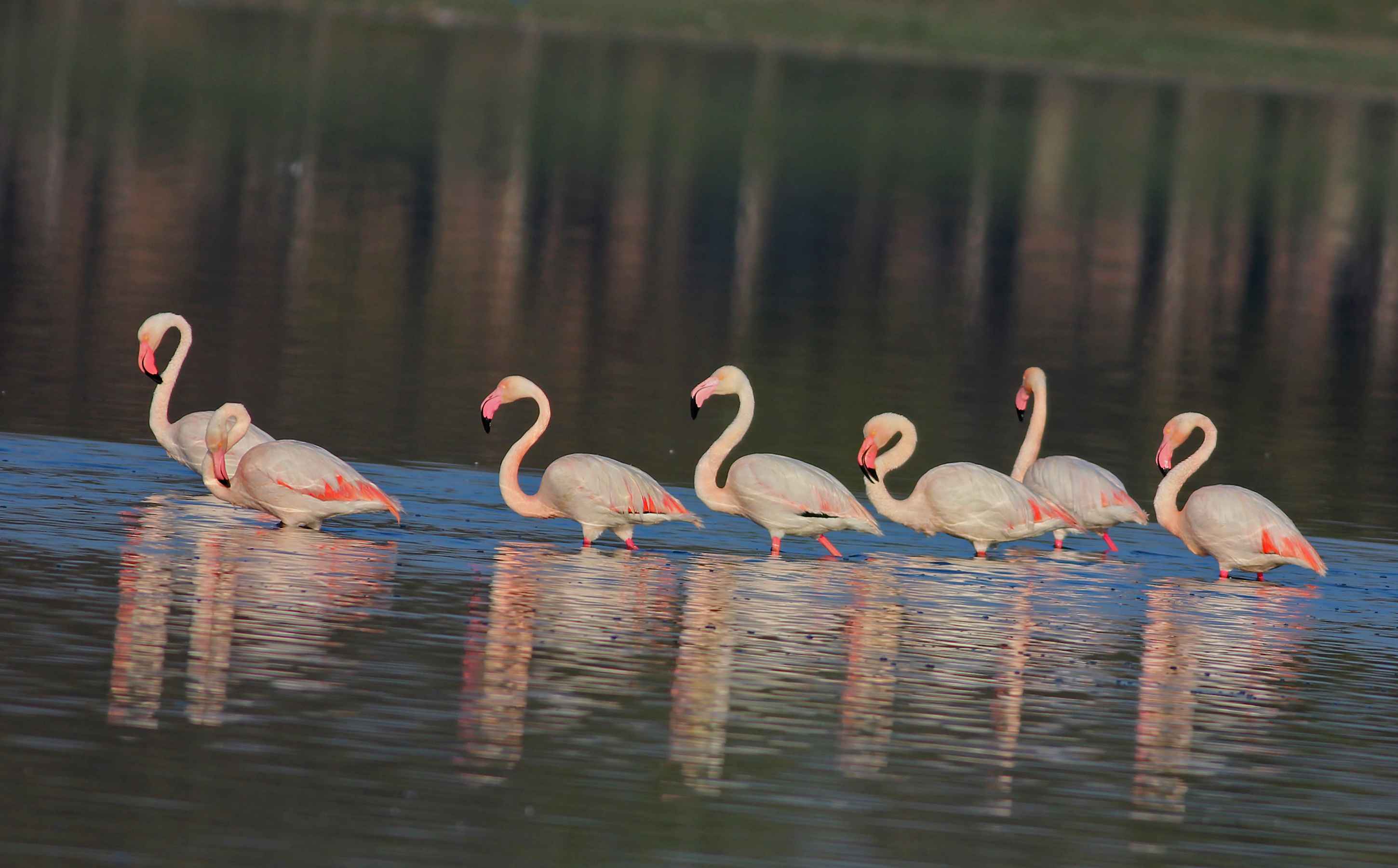 Flamingo
