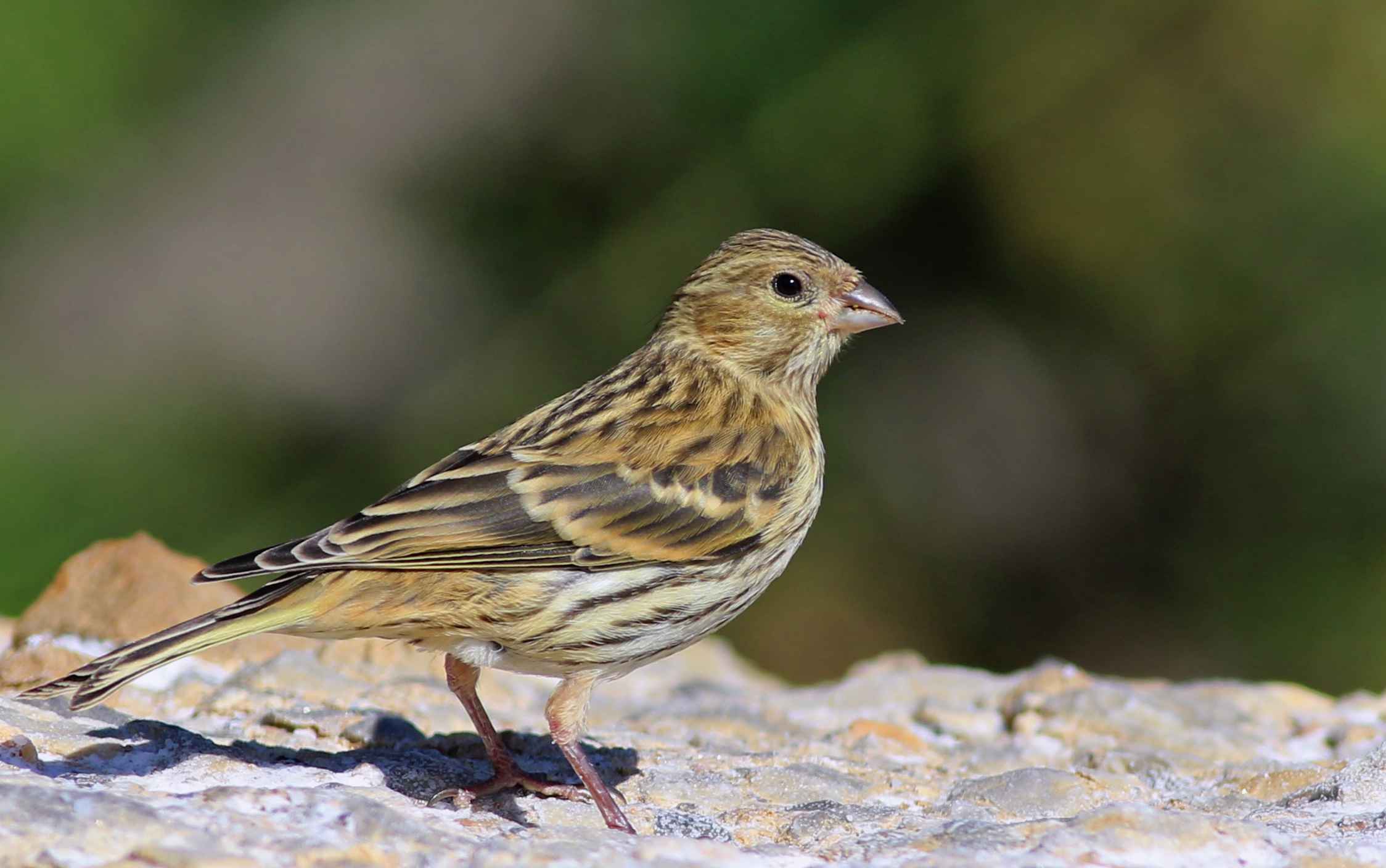 European Serin