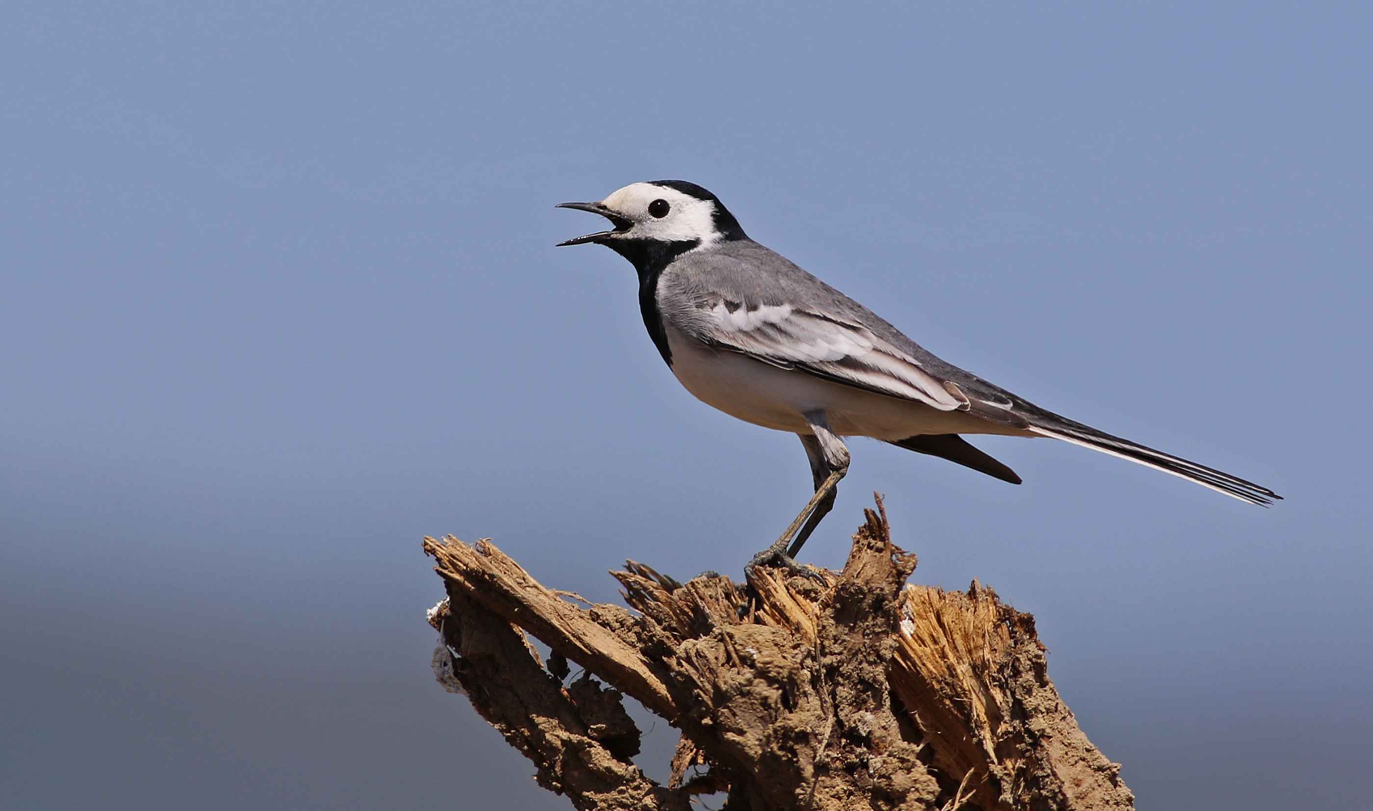 White Wagtail