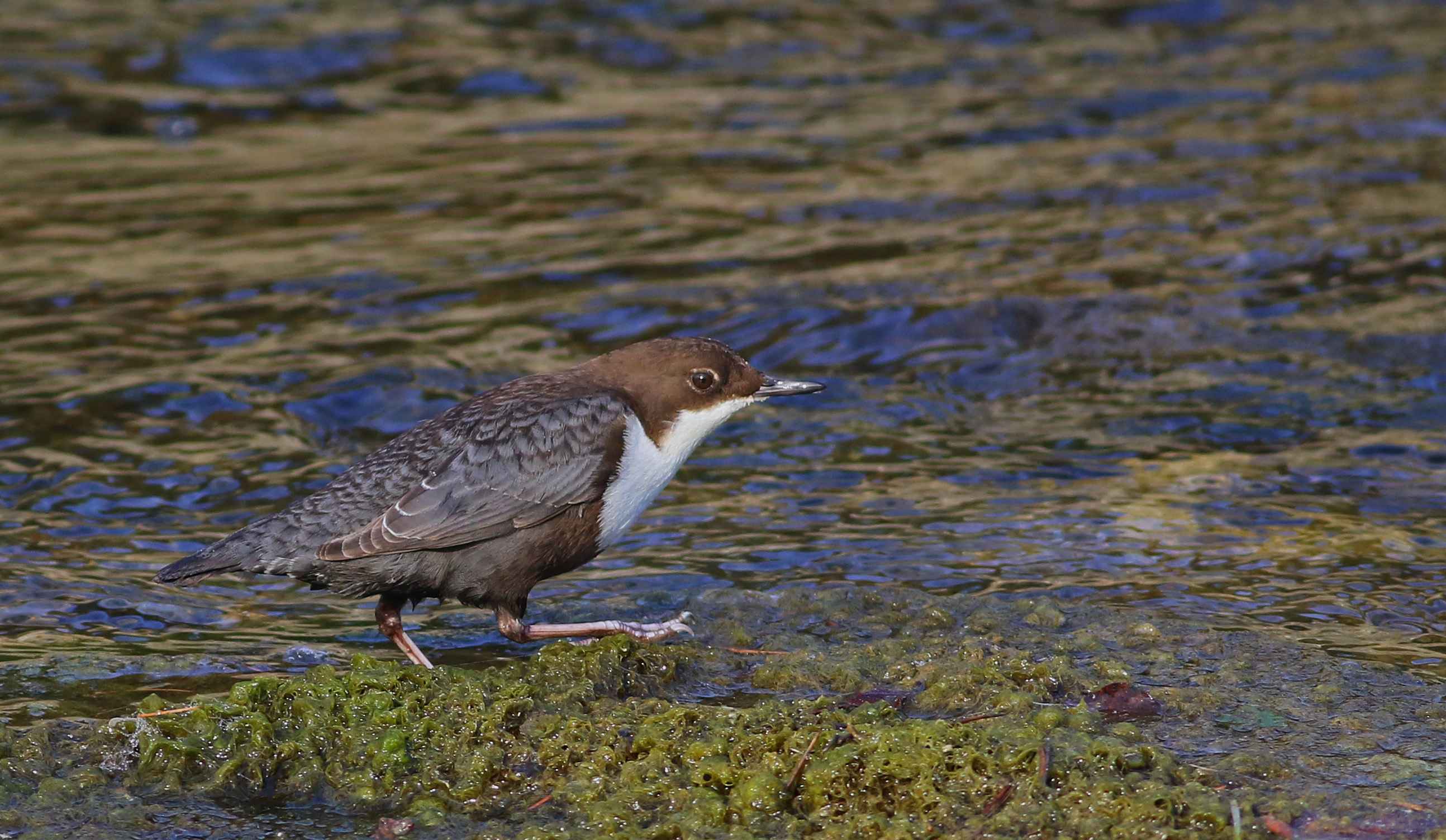 White-throated Dipper
