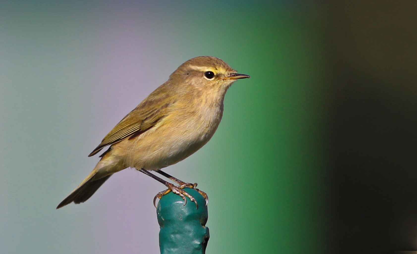 Common Chiffchaff