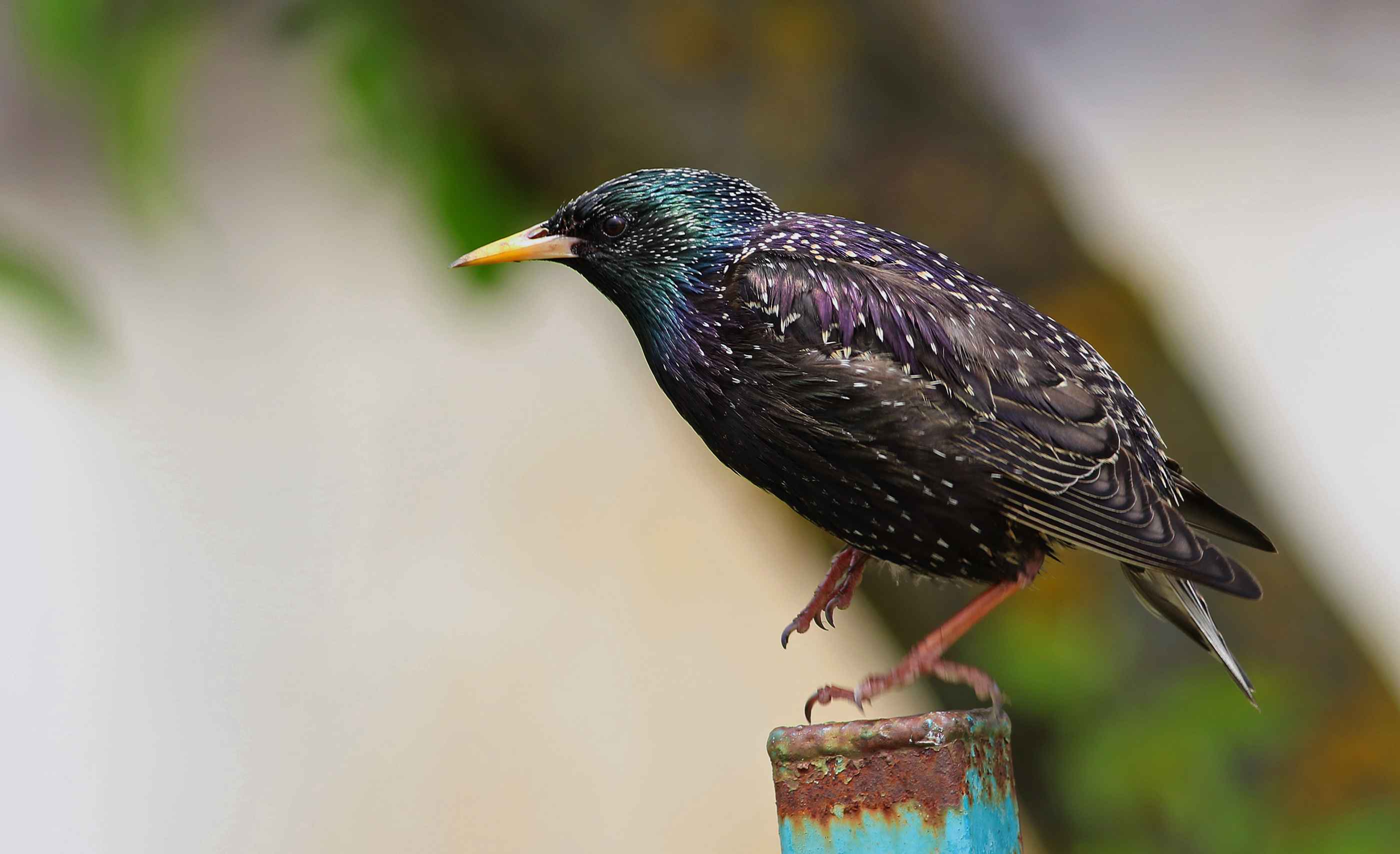 European Starling