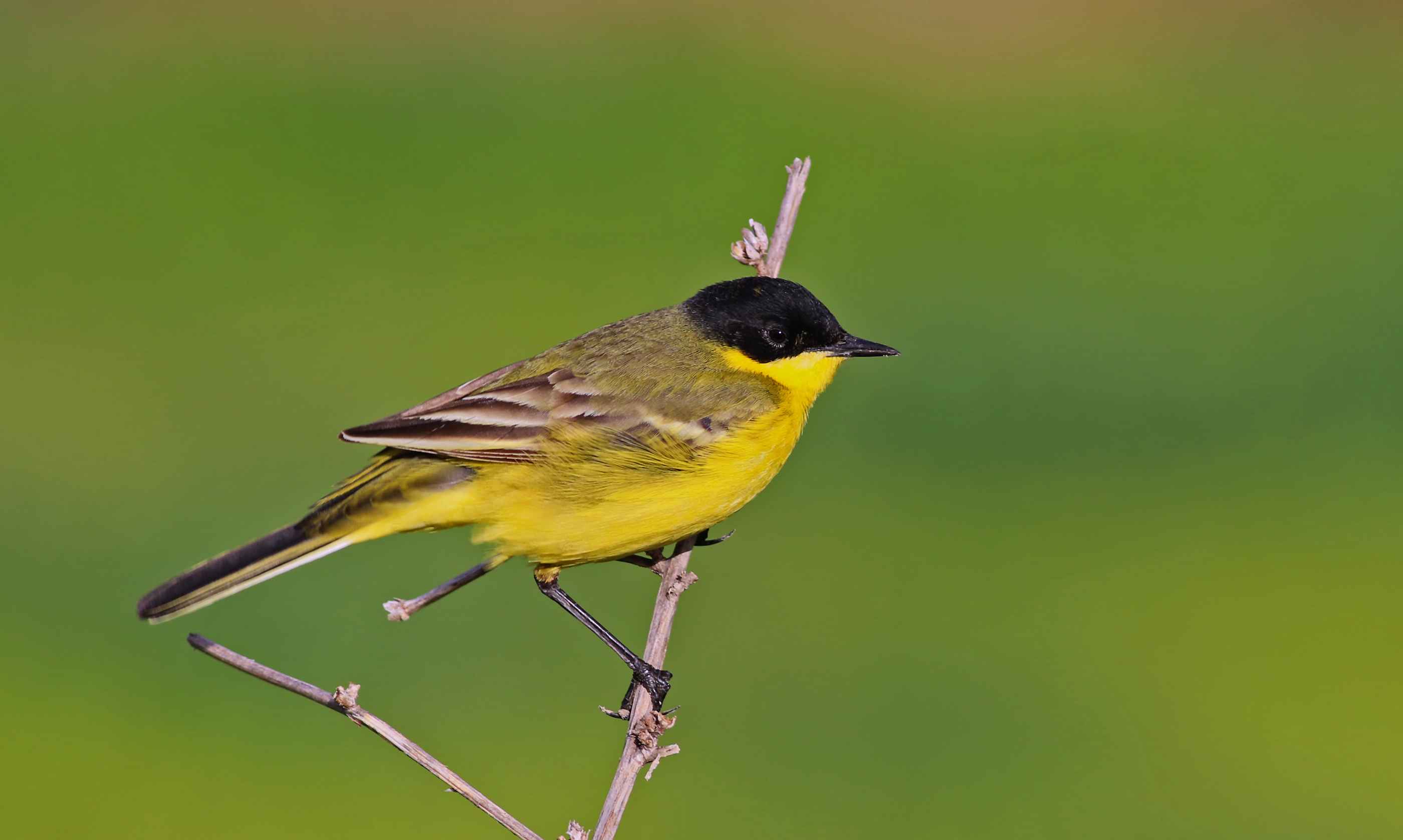 Western Yellow Wagtail
