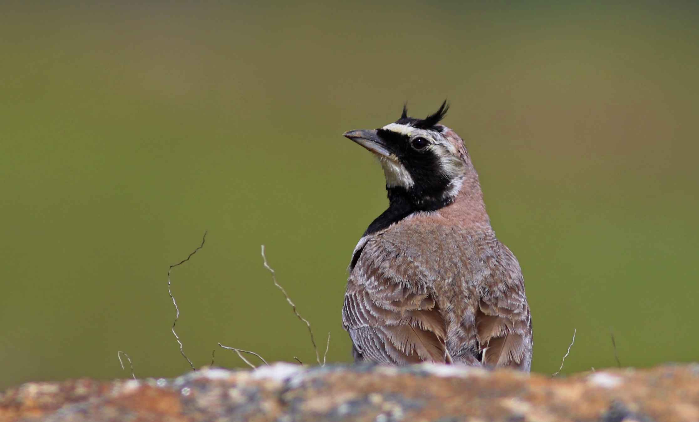 Horned Lark